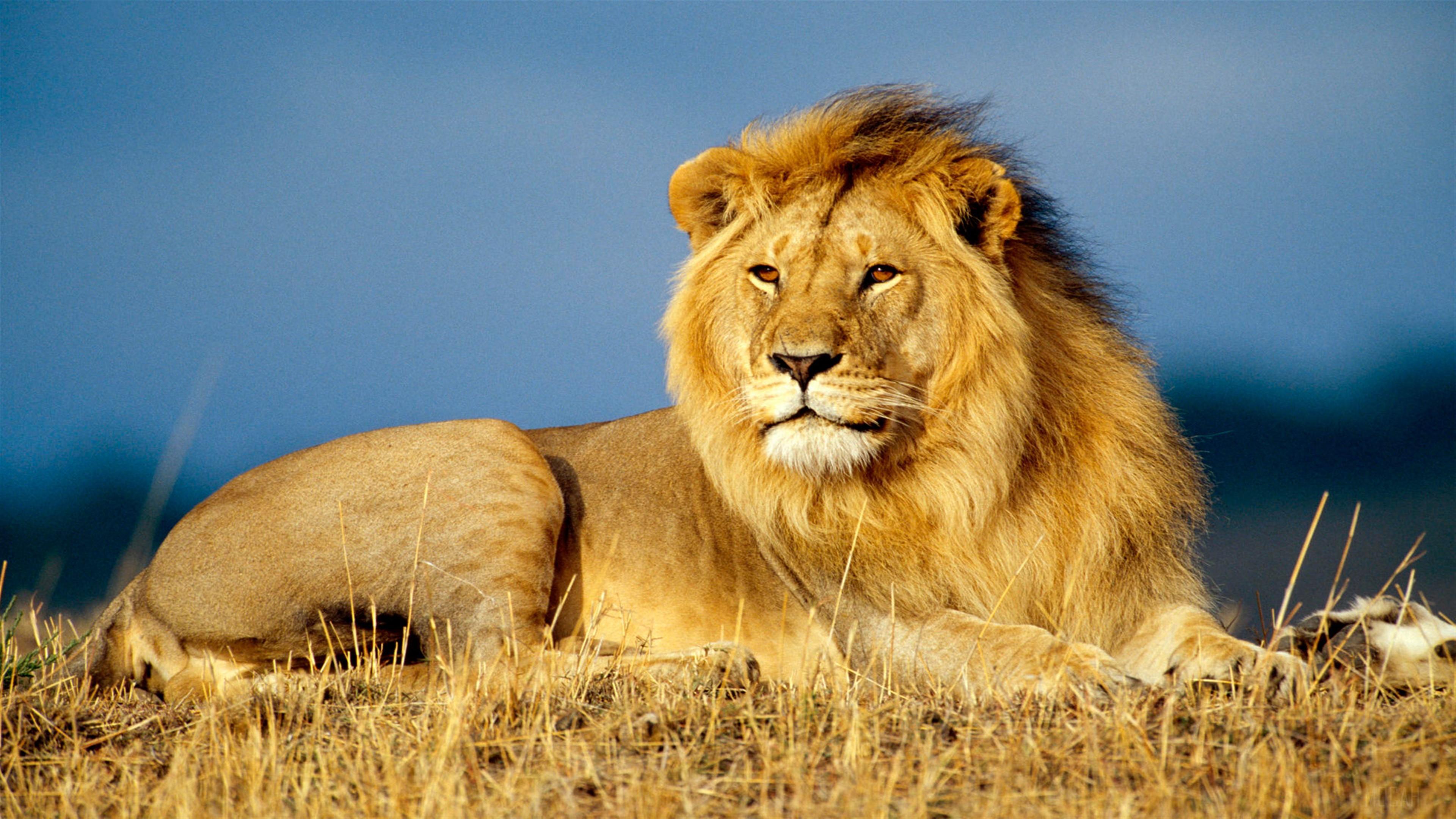 HD wallpaper, African Lion King 4K