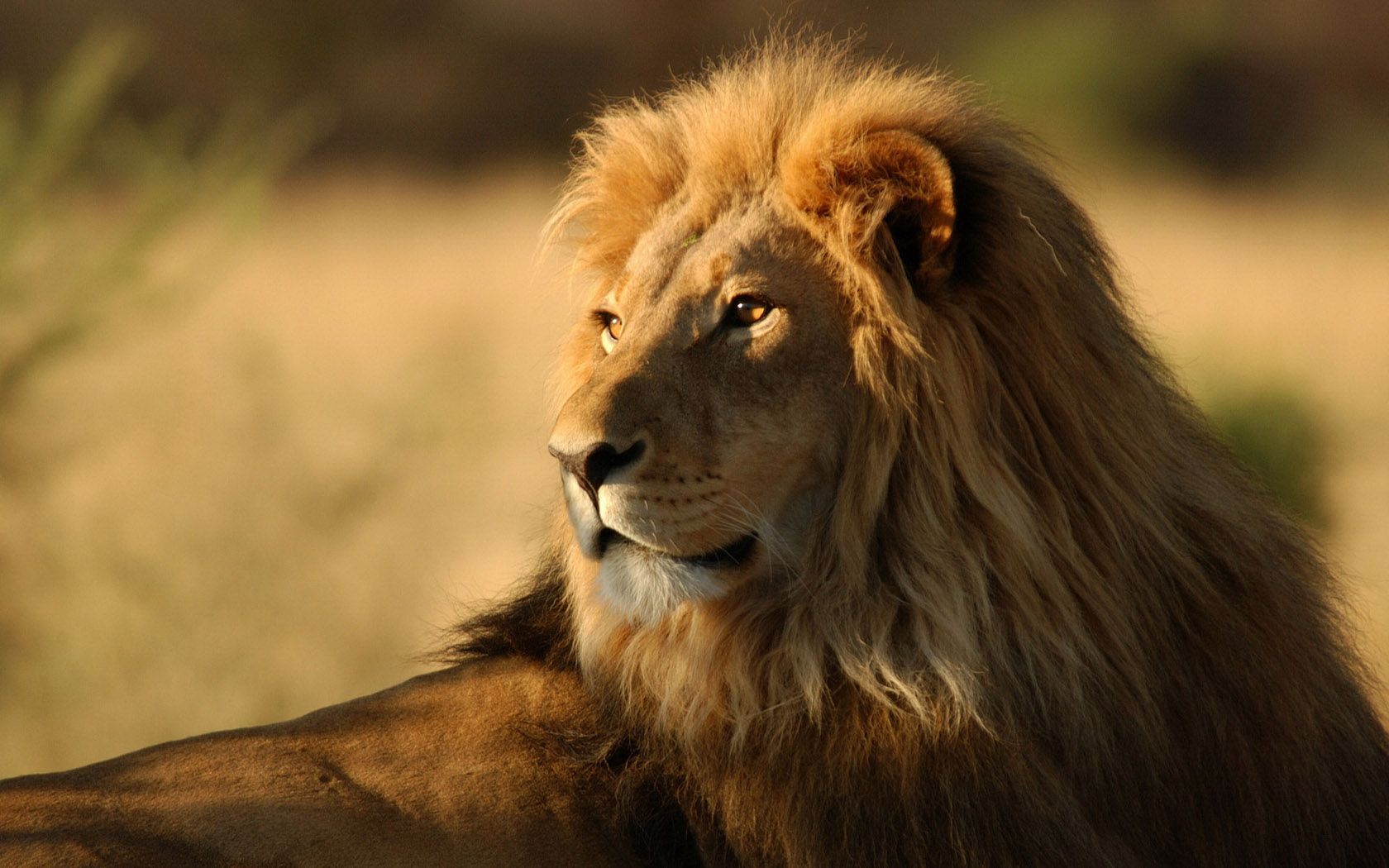 HD wallpaper, African, King, Lion
