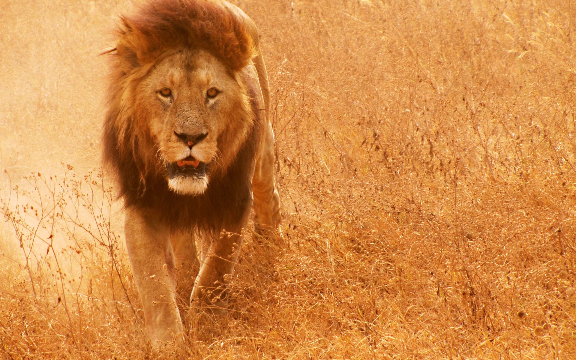 HD wallpaper, Lion, African, Pictures