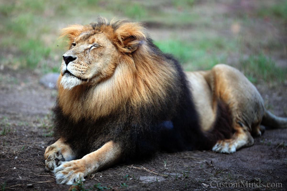 HD wallpaper, Lion, African
