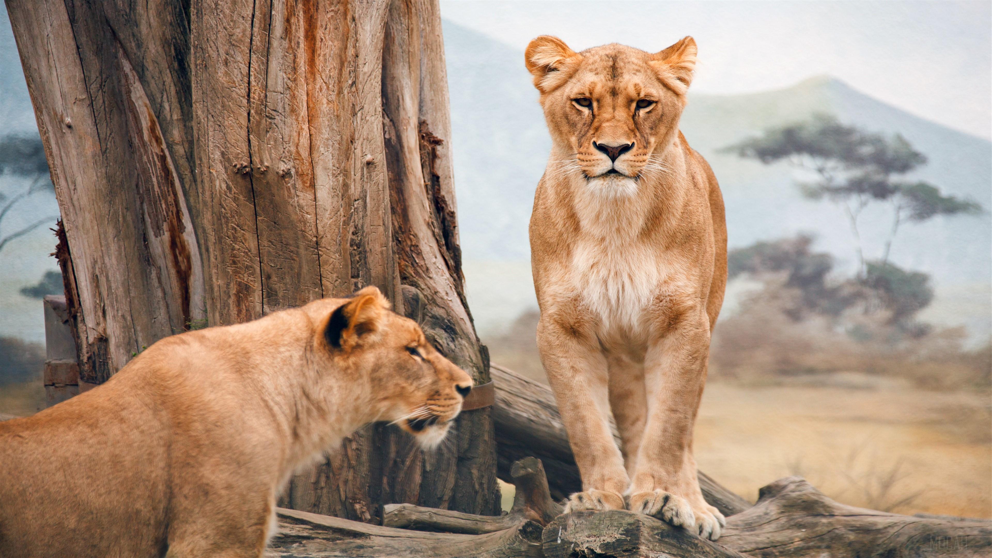 HD wallpaper, African Lioness 4K