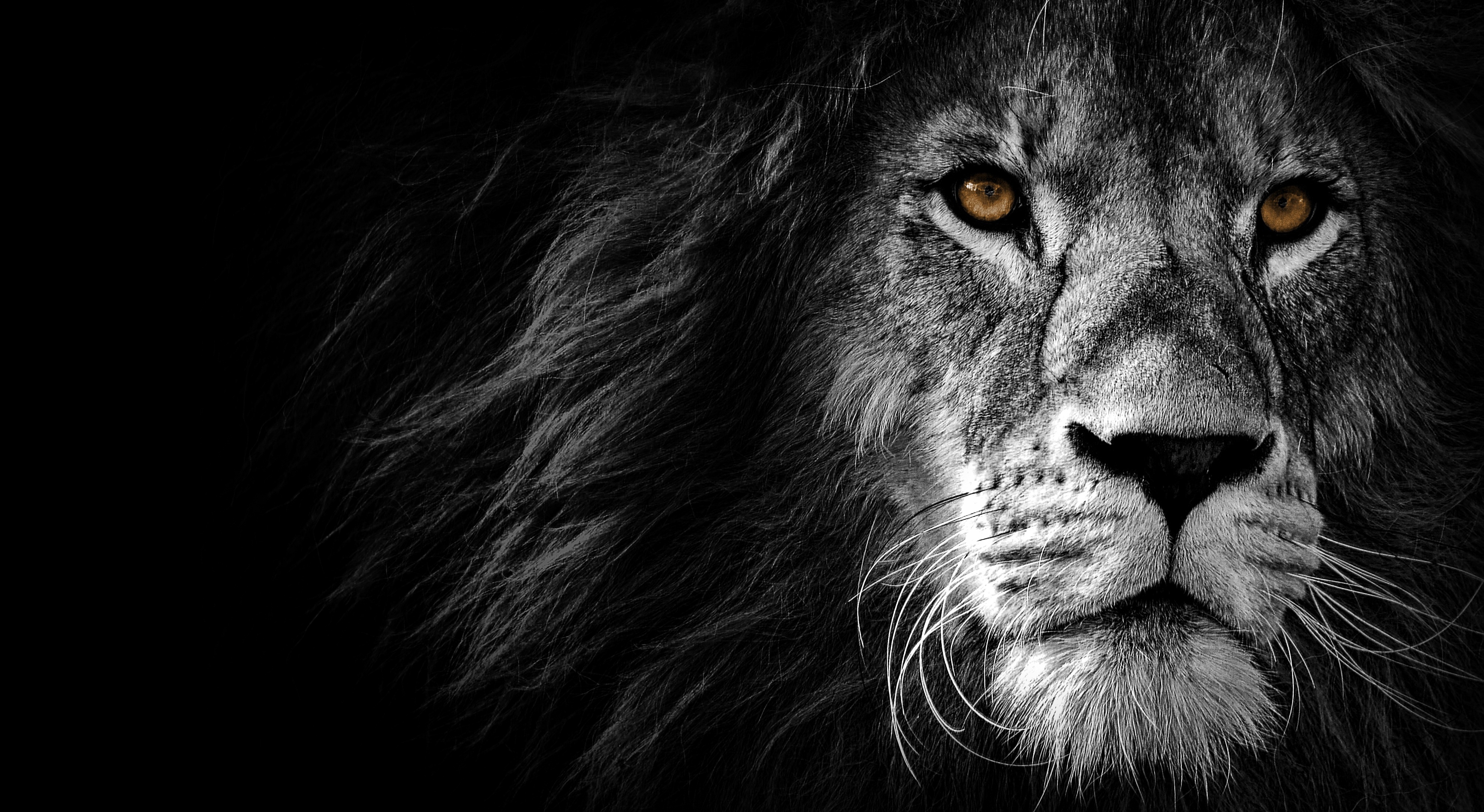 HD wallpaper, Lion, Wild, African, Predator, Amoled, Black Background