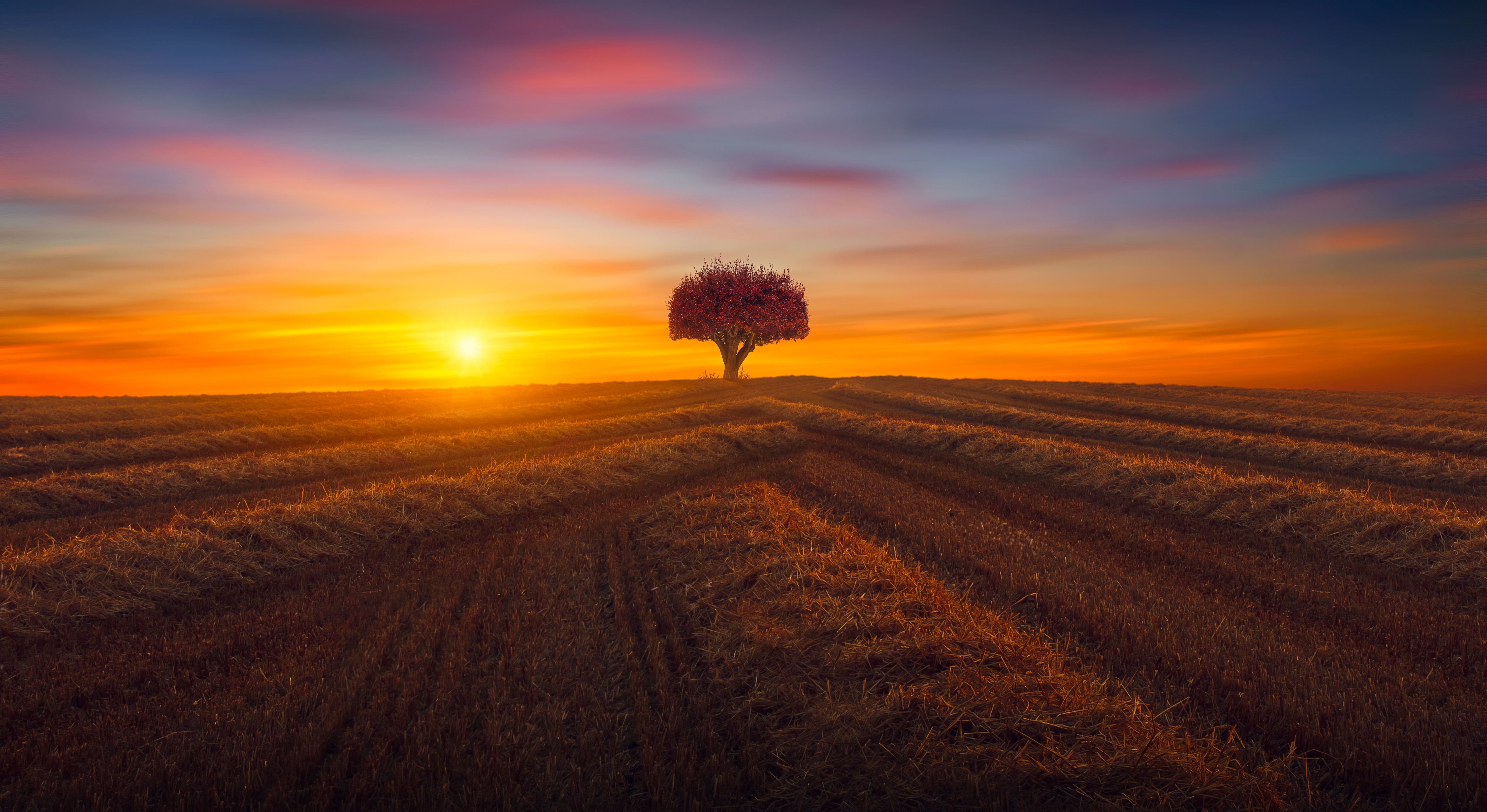 HD wallpaper, Fields, Agriculture, Evening, Countryside, Lone Tree, 5K, Scenery, Sunset, Landscape