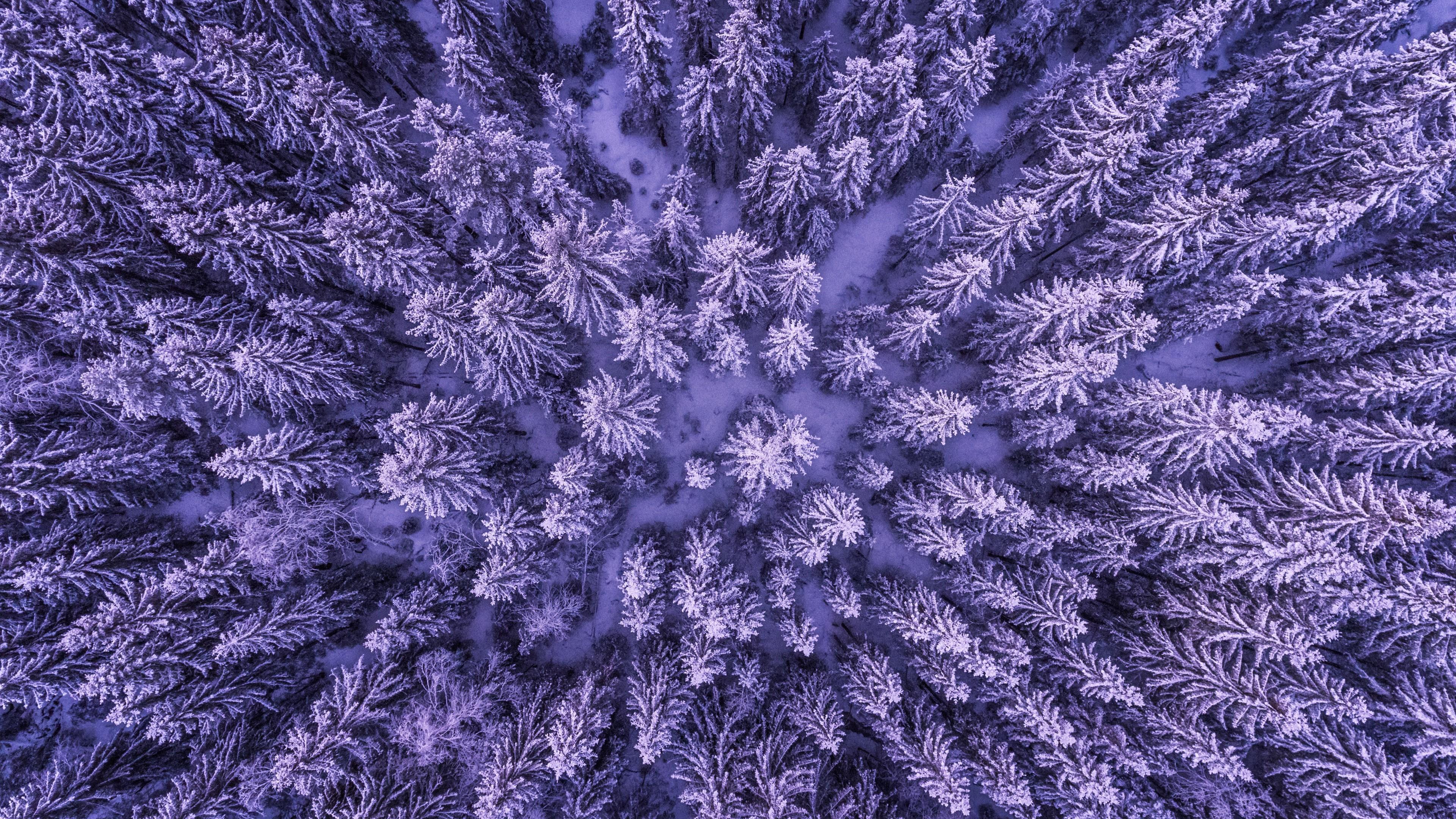 HD wallpaper, Aieral Shot Of Trees Cold 4K