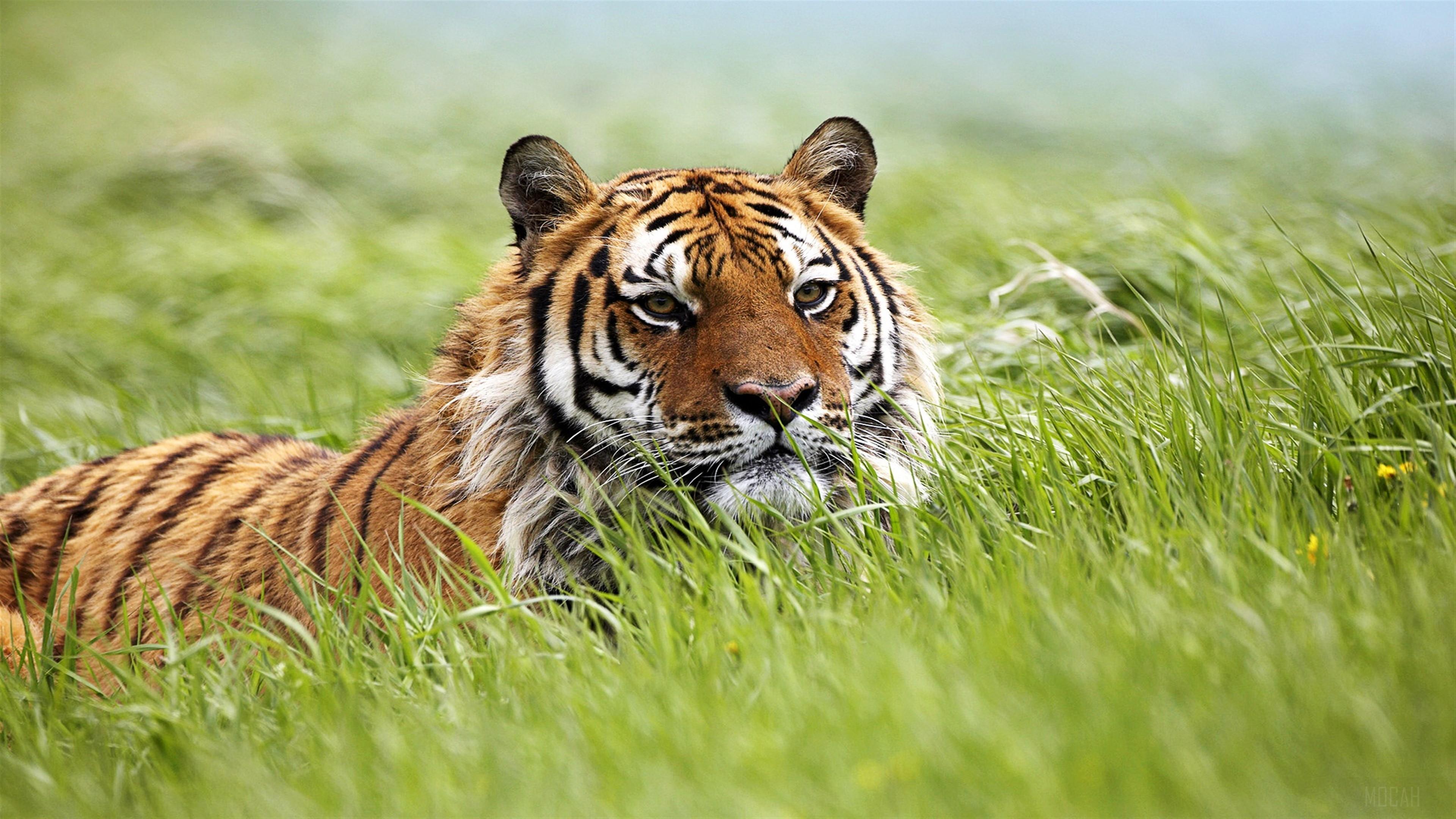 HD wallpaper, Amazing Siberian Tiger 4K