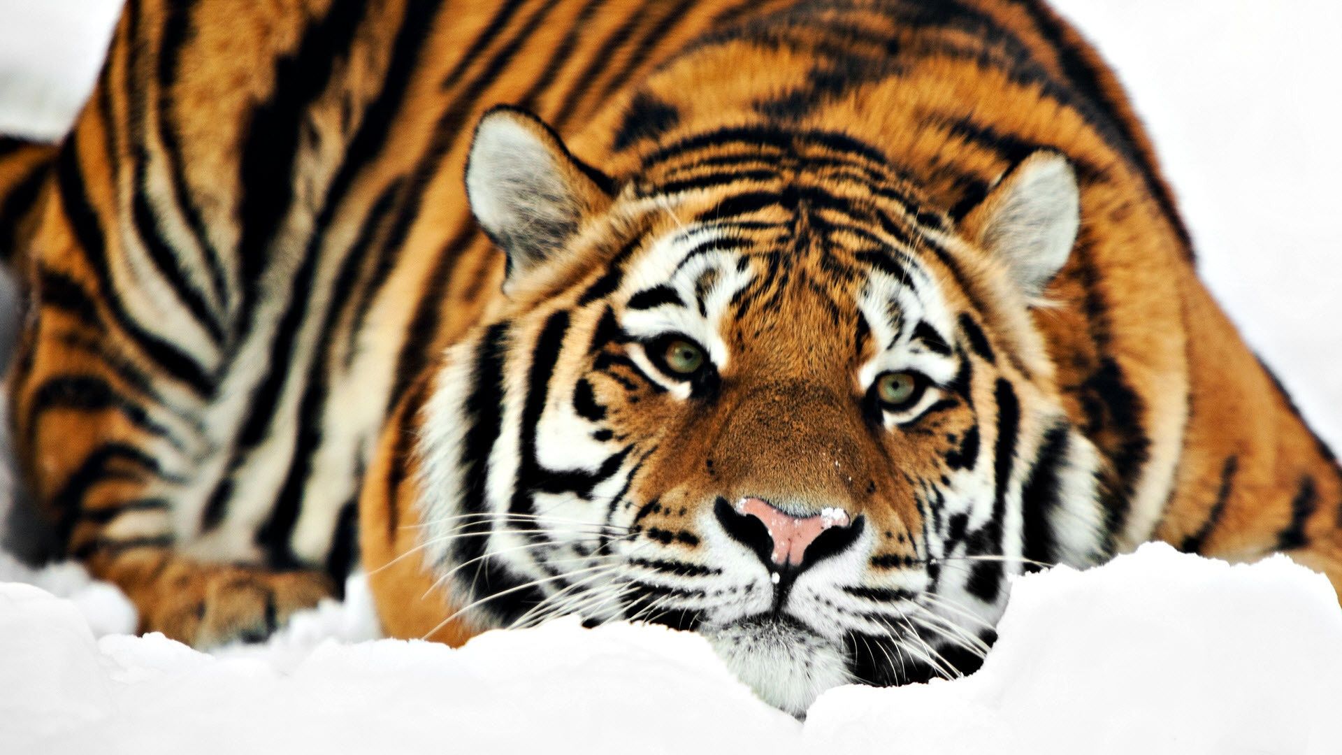 HD wallpaper, Tiger, Siberian, Amazing