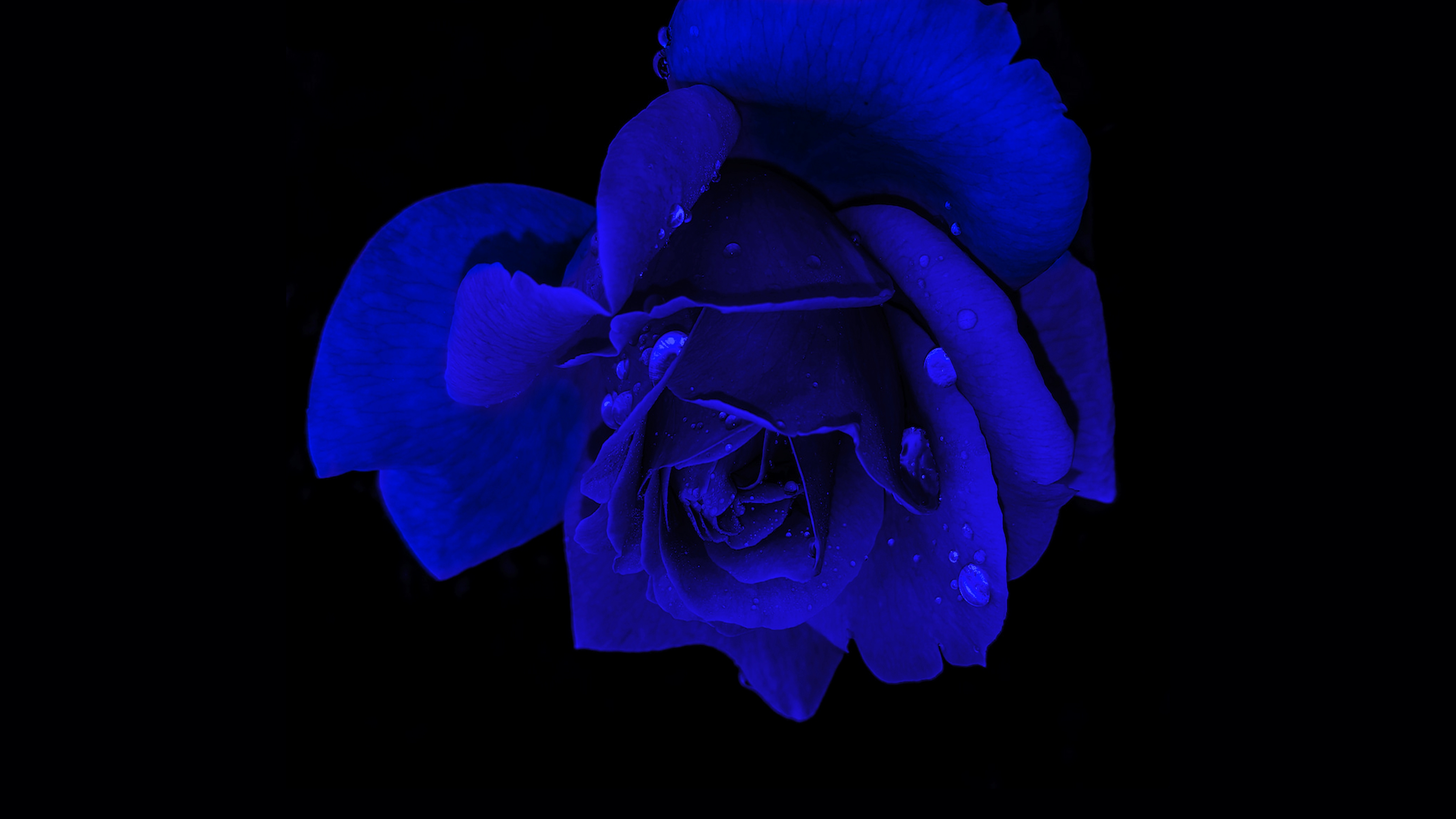 HD wallpaper, Amoled, Blue Rose, Black Background, Rose Flower