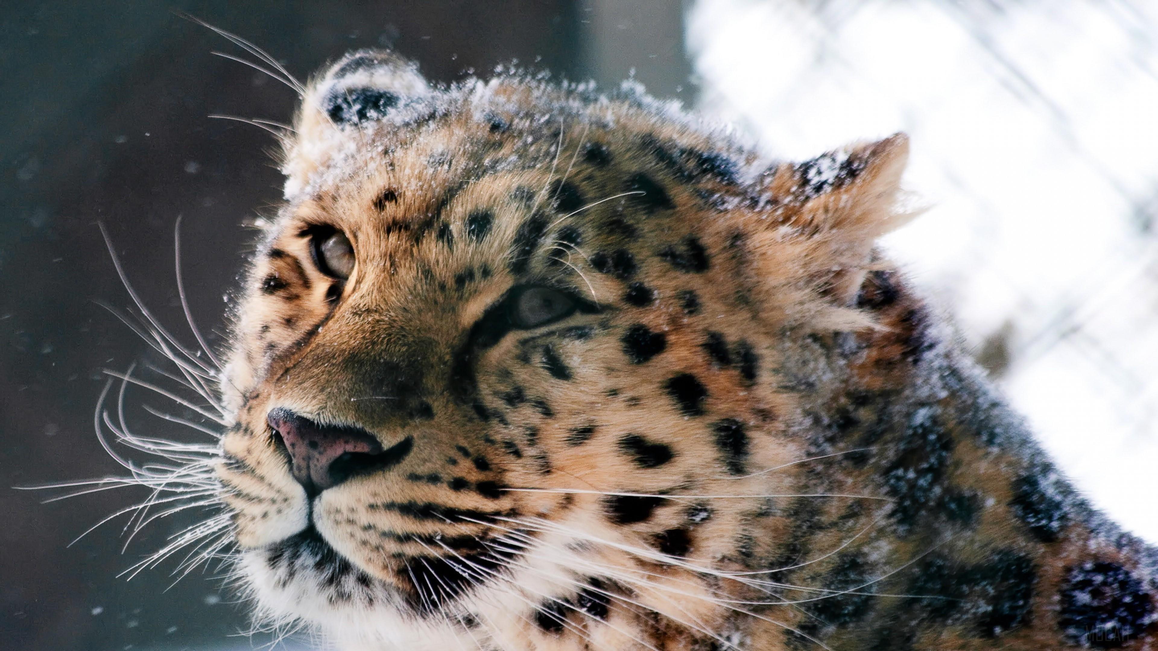 HD wallpaper, Amur Leopard Wild Cat 4K
