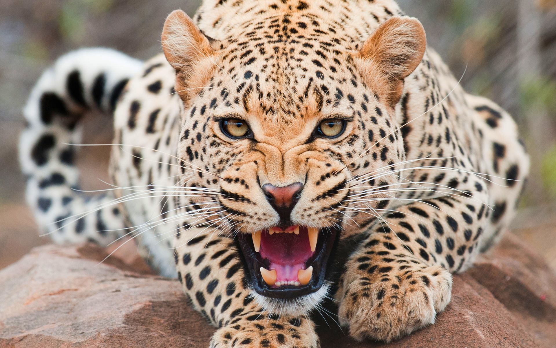 HD wallpaper, Angry, Leopard, Cat