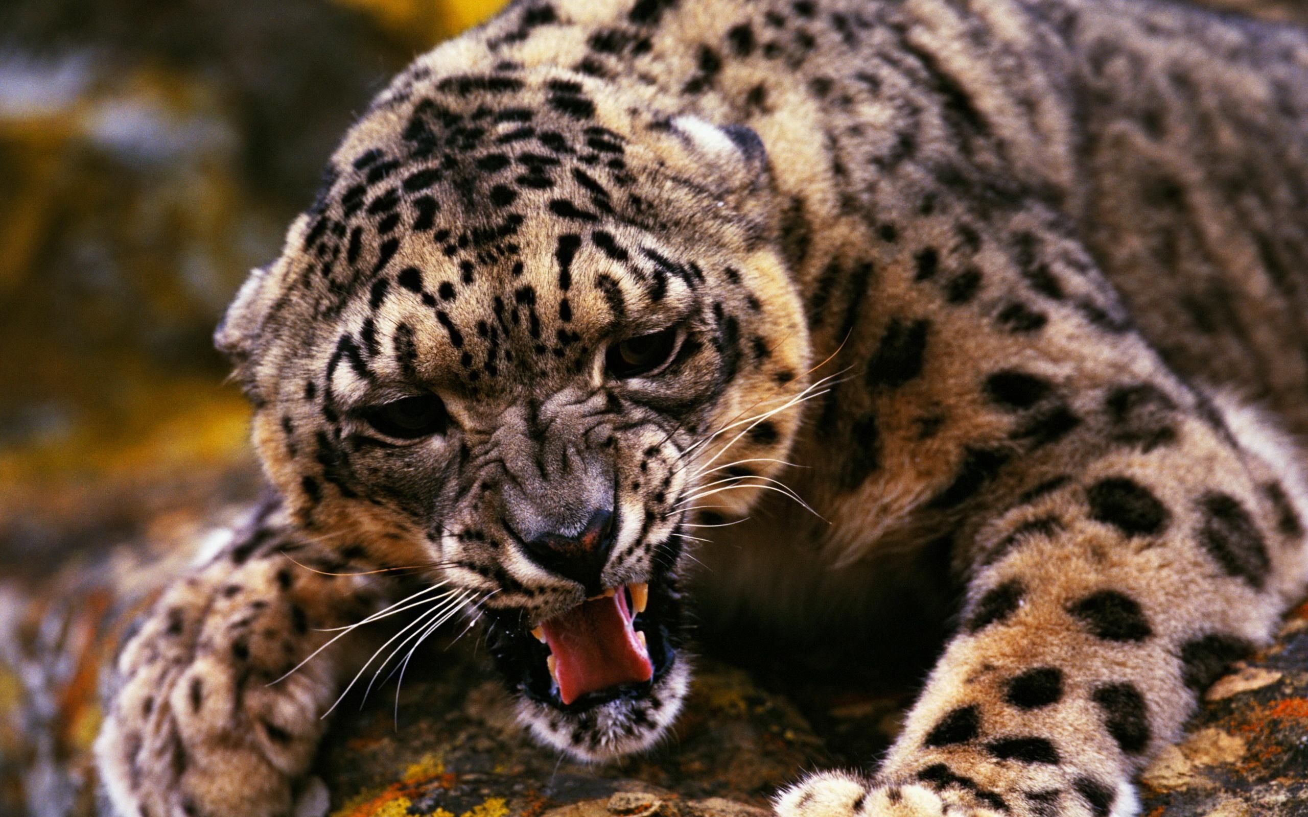 HD wallpaper, Leopard, Angry