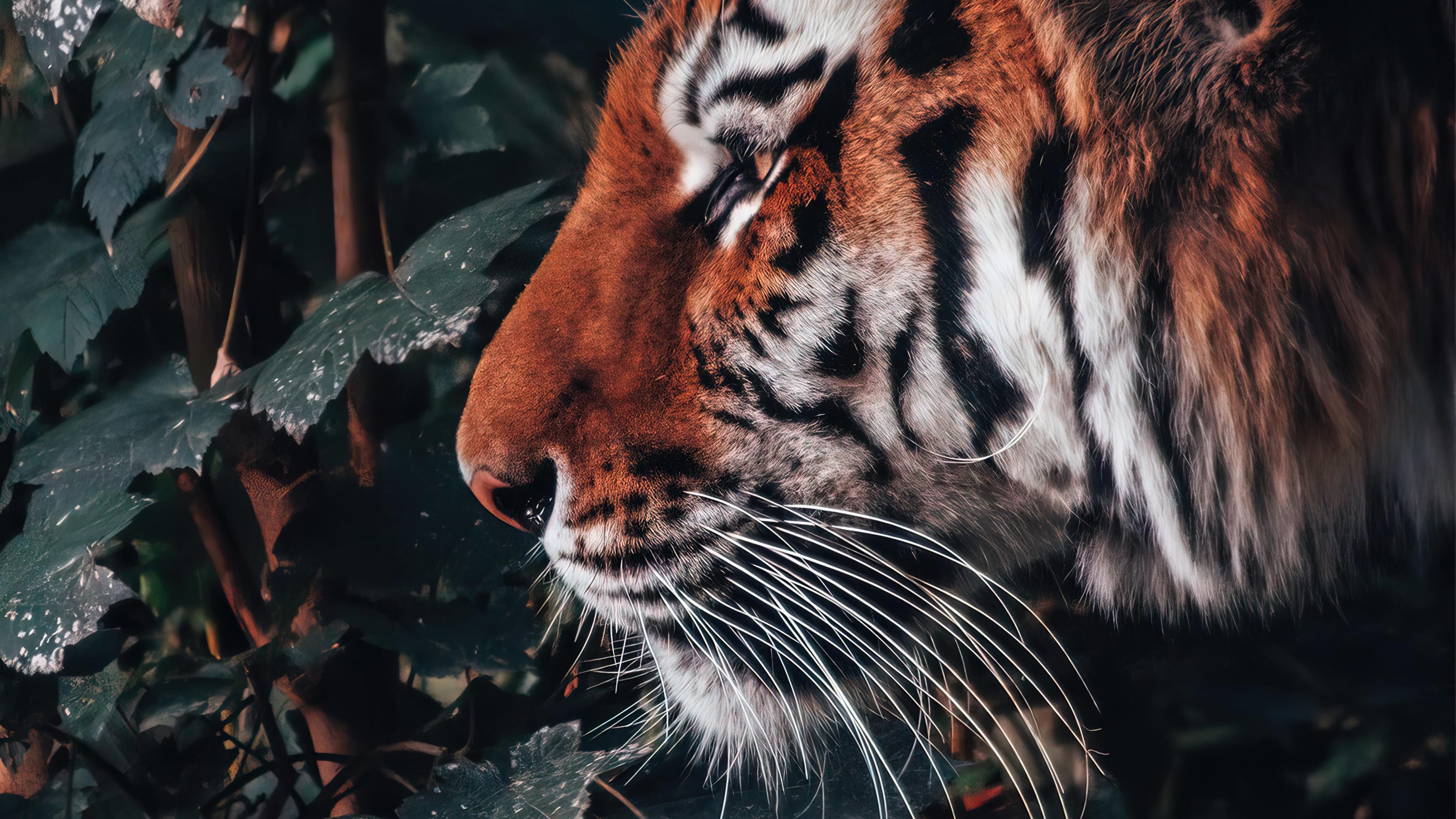 HD wallpaper, Animal, Tiger, 4K