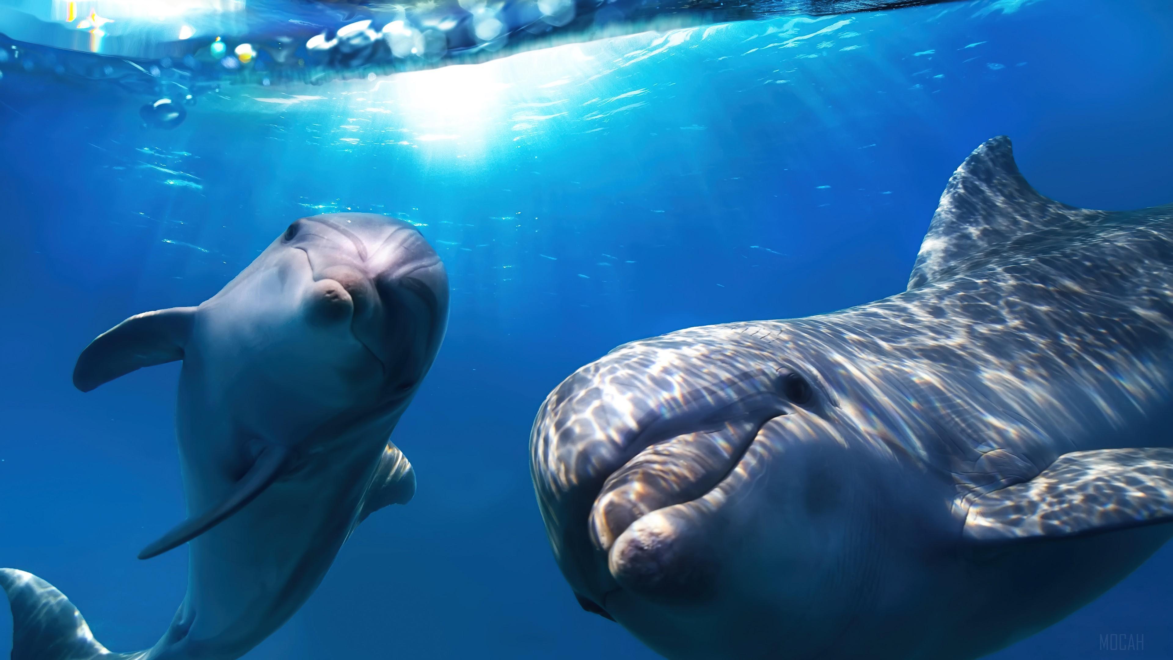 HD wallpaper, Animals 4K, Underwater, Dolphin, Animal
