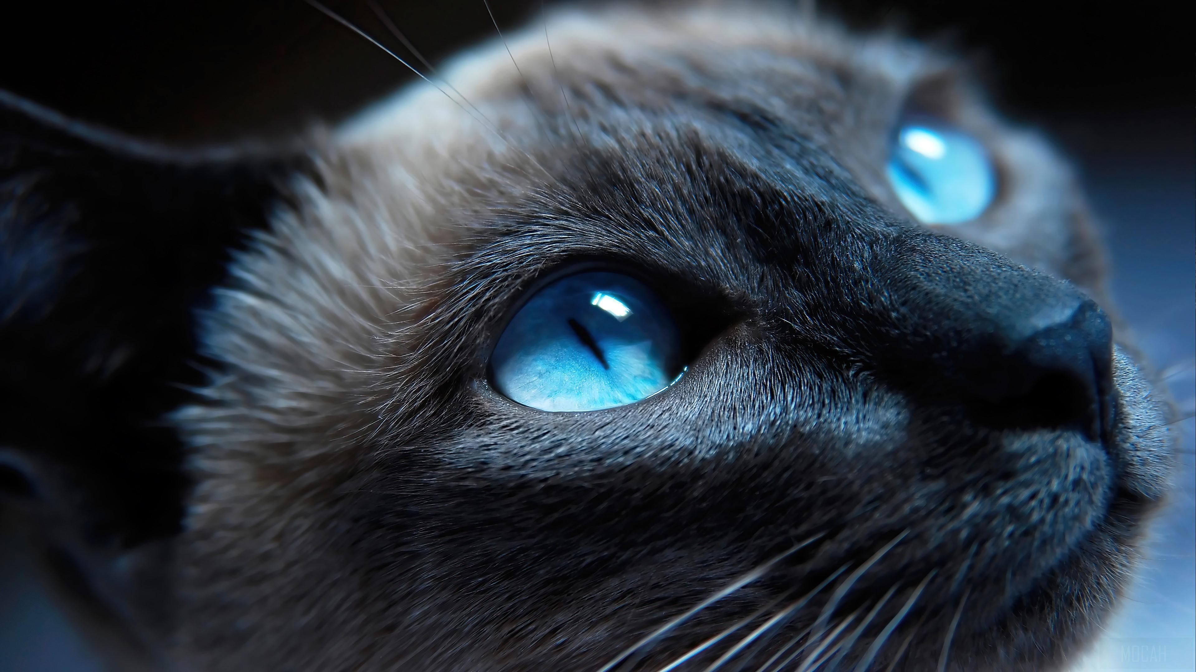 HD wallpaper, Animals 4K, Animal, Cat, Eyes, Blue