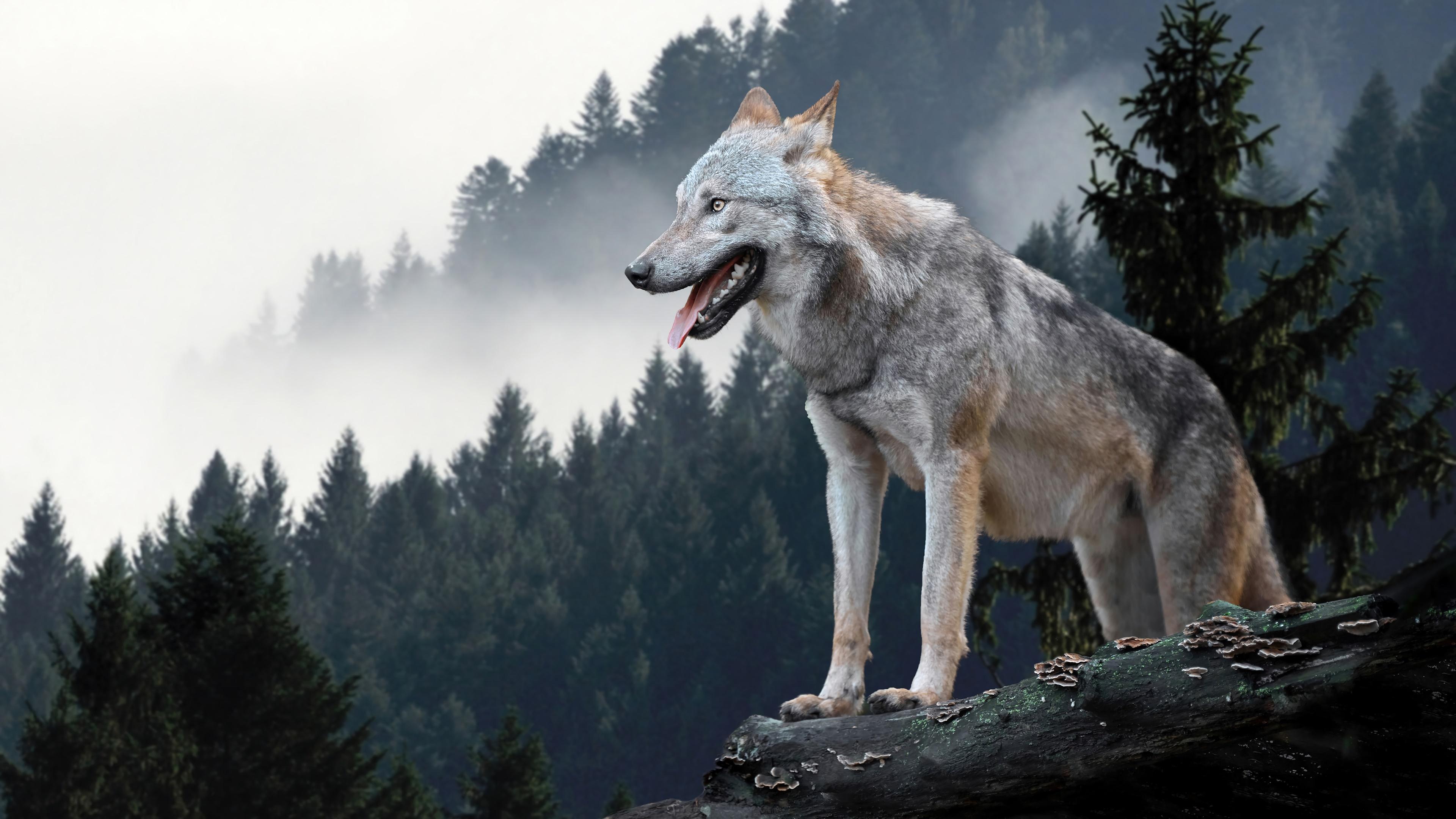 HD wallpaper, 4K, Forest, Animal, Wolf