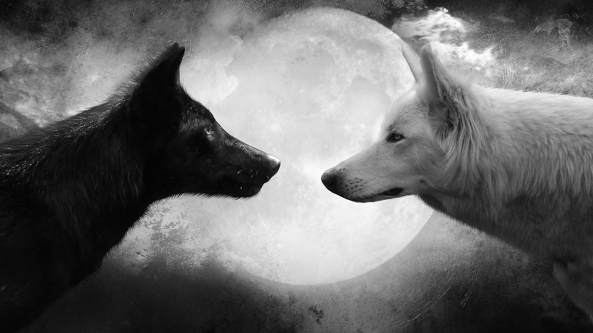 HD wallpaper, Moon, White, Wolf, Grayscale Photo Of Two Wolves, Black, Animal