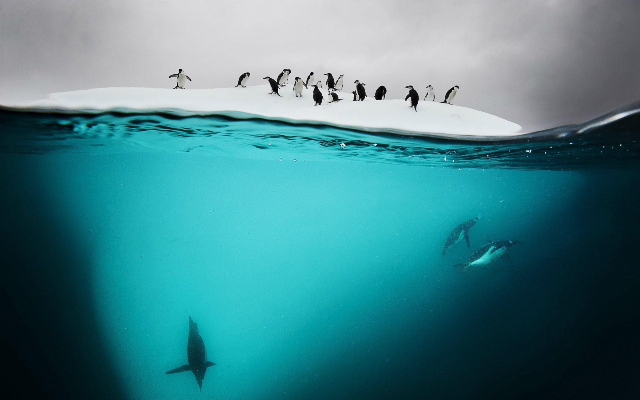 HD wallpaper, Underwater, Antarctic, Photo, Penguins, Swimming