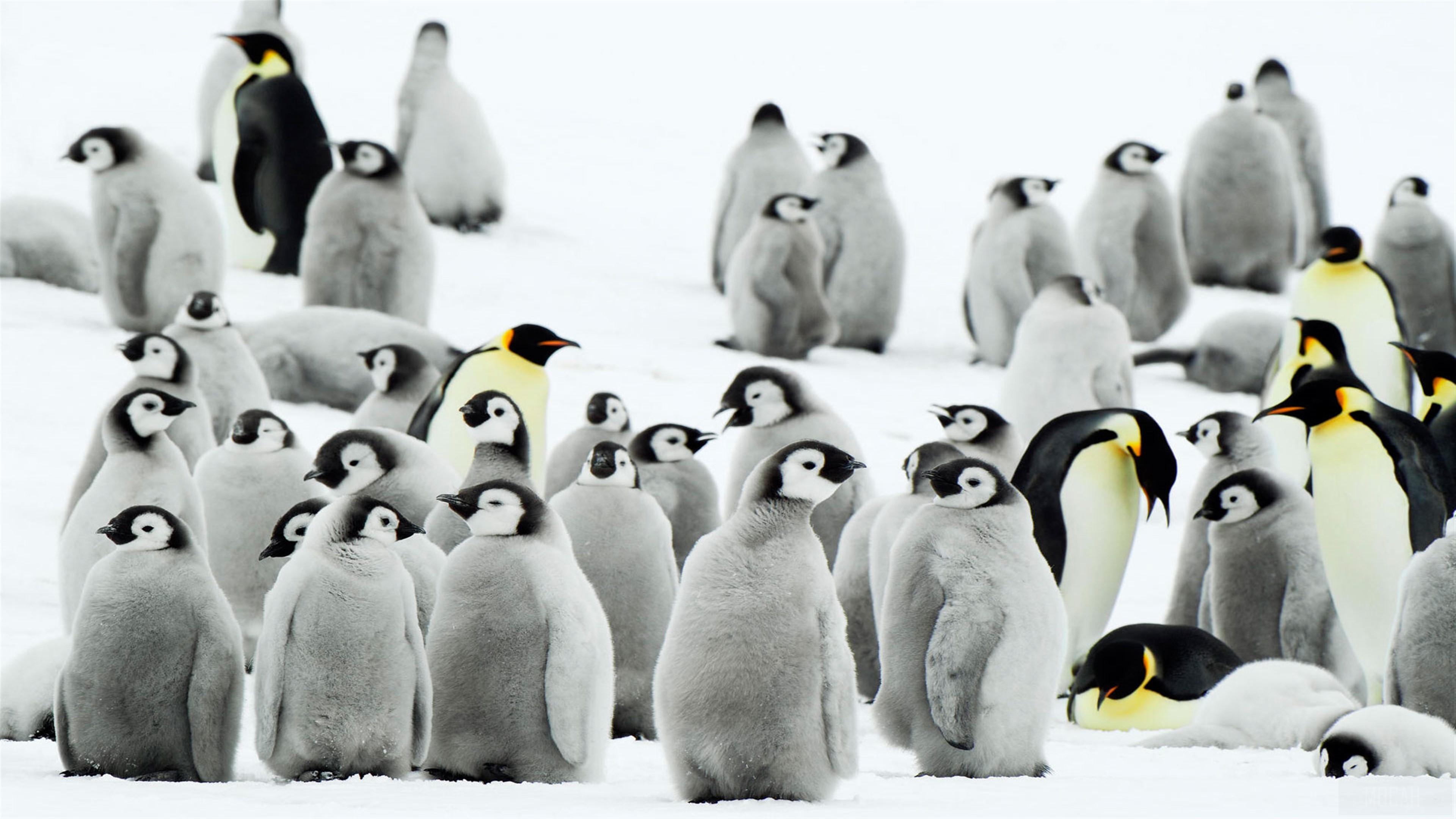 HD wallpaper, Antarctica Penguins 4K