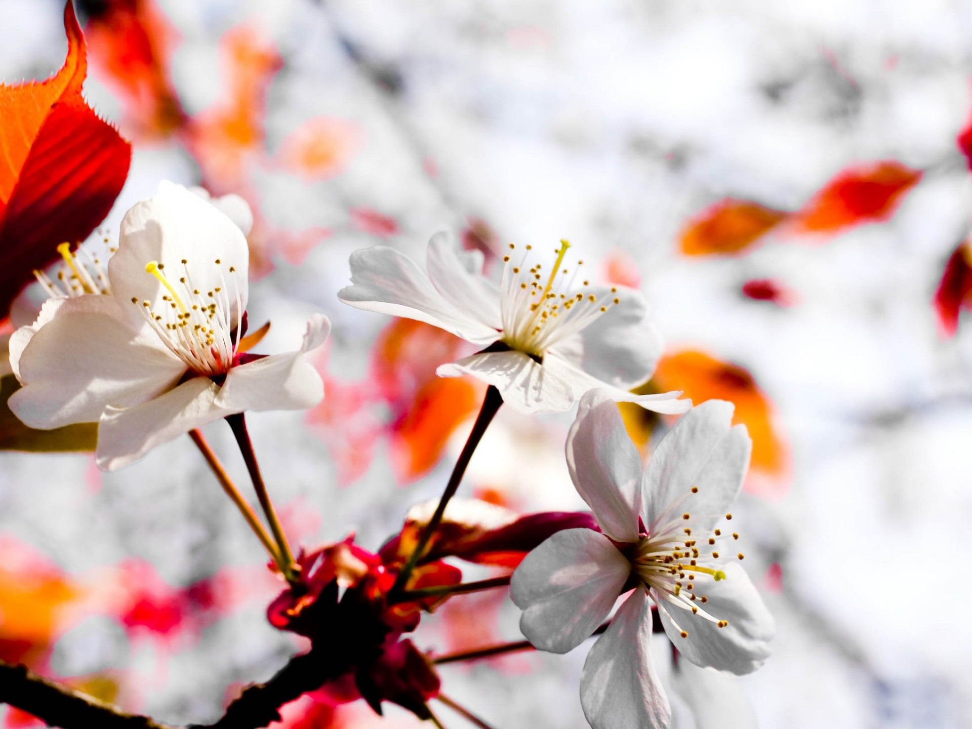 HD wallpaper, Flowers, Spring, April