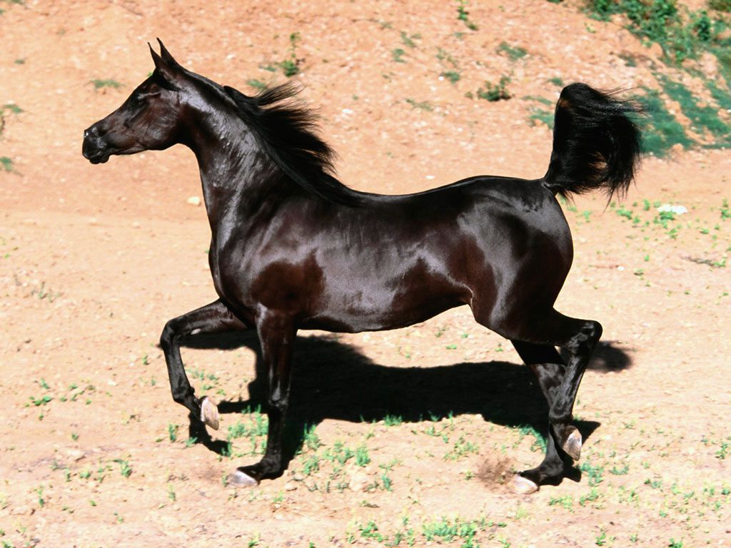 HD wallpaper, Horse, Arabian