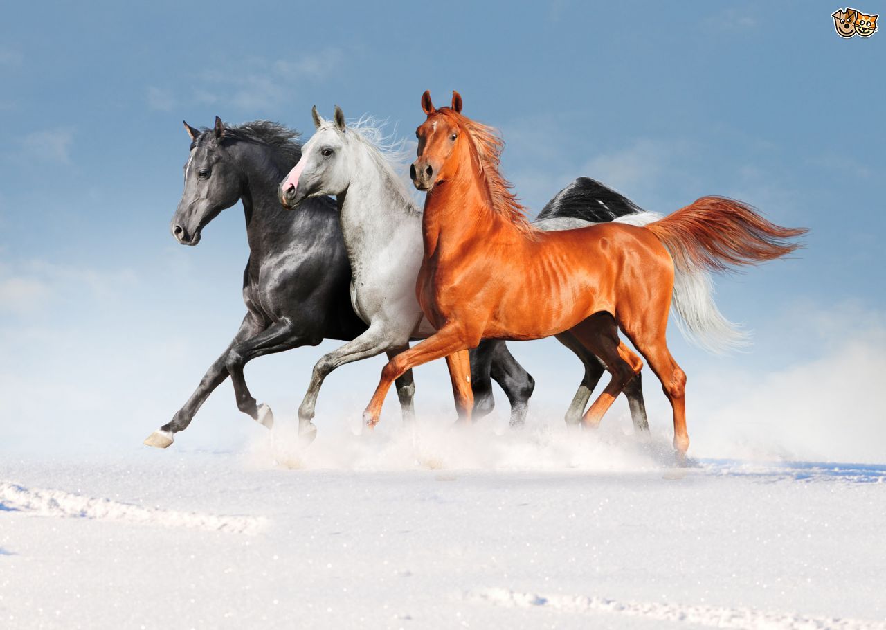 HD wallpaper, Horse, Arabian
