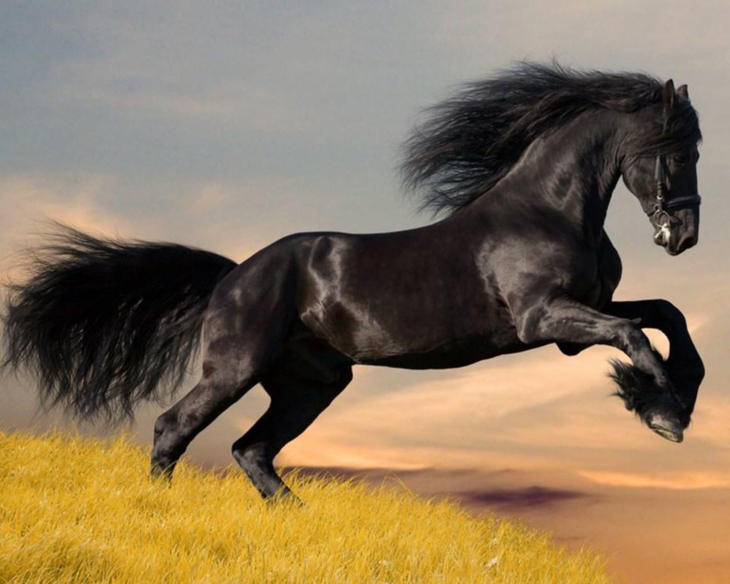 HD wallpaper, Arabian, Horse