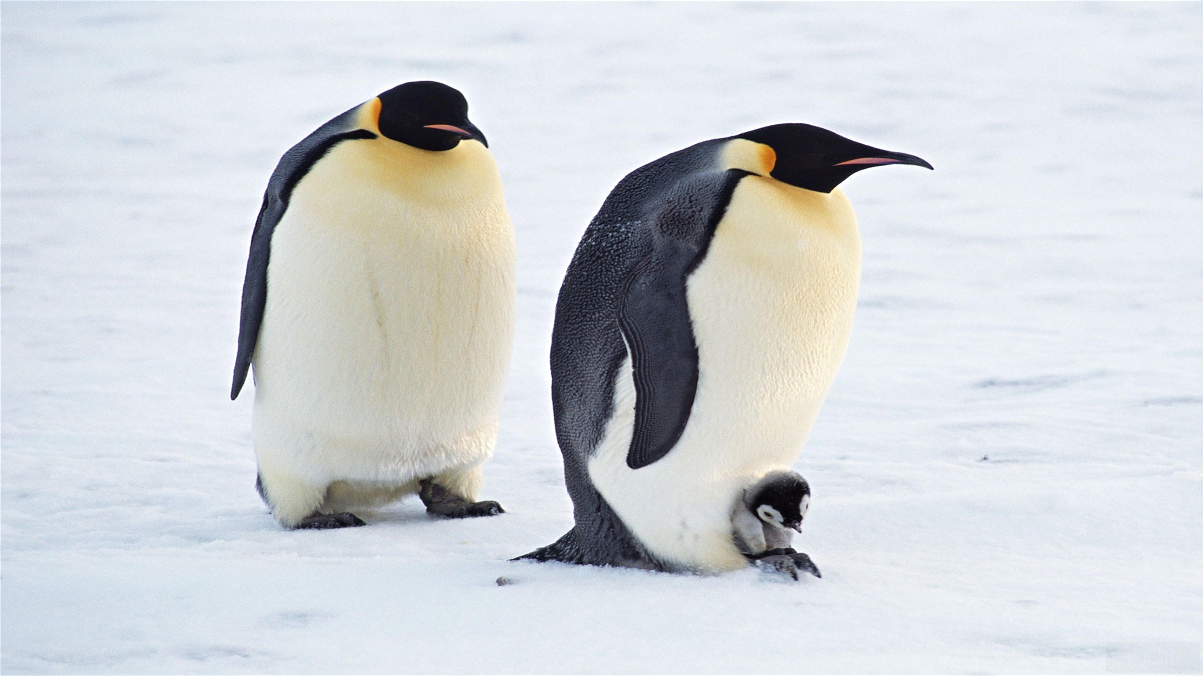 HD wallpaper, Arctic Penguins Pair 4K