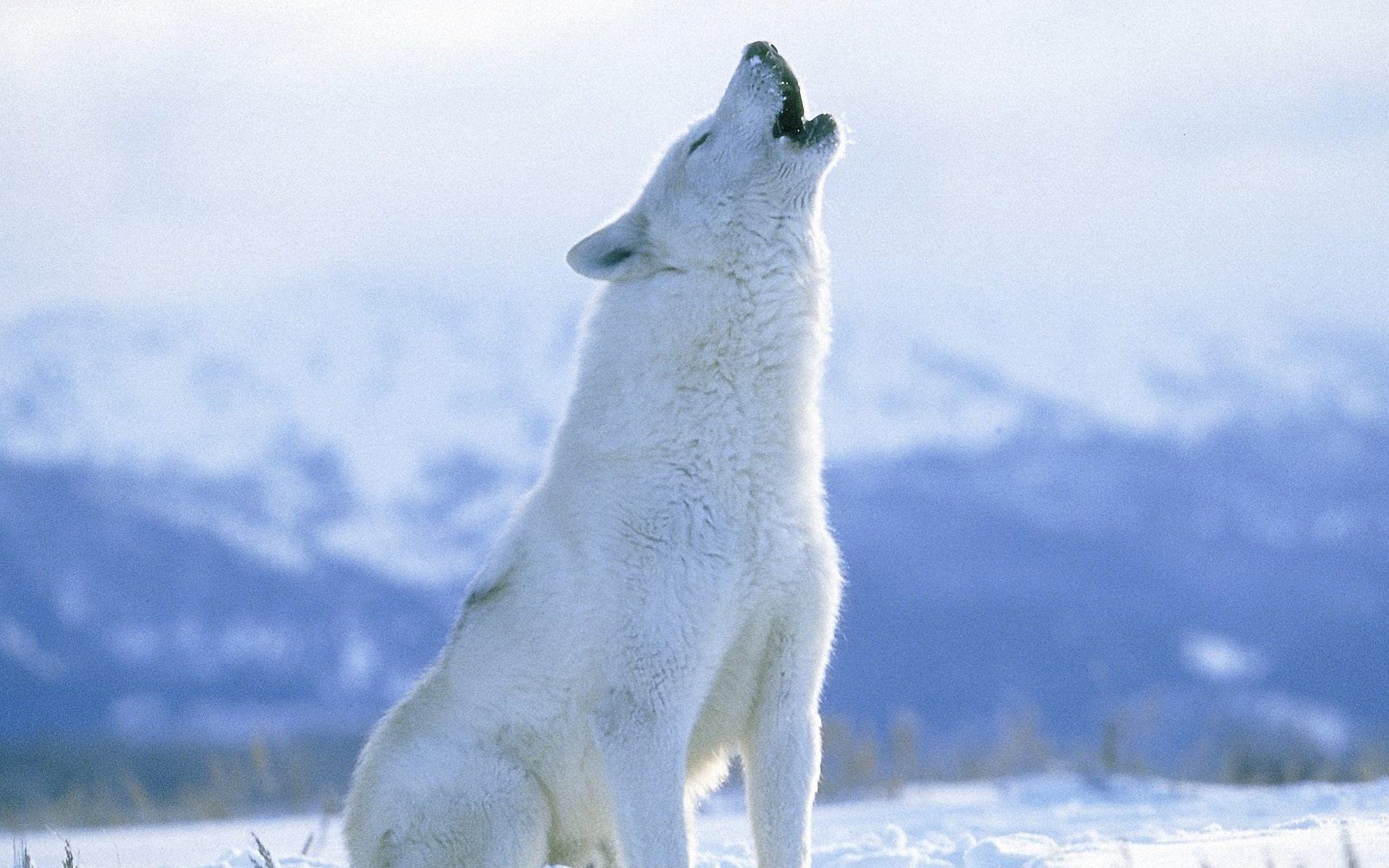 HD wallpaper, Wolf, Arctic