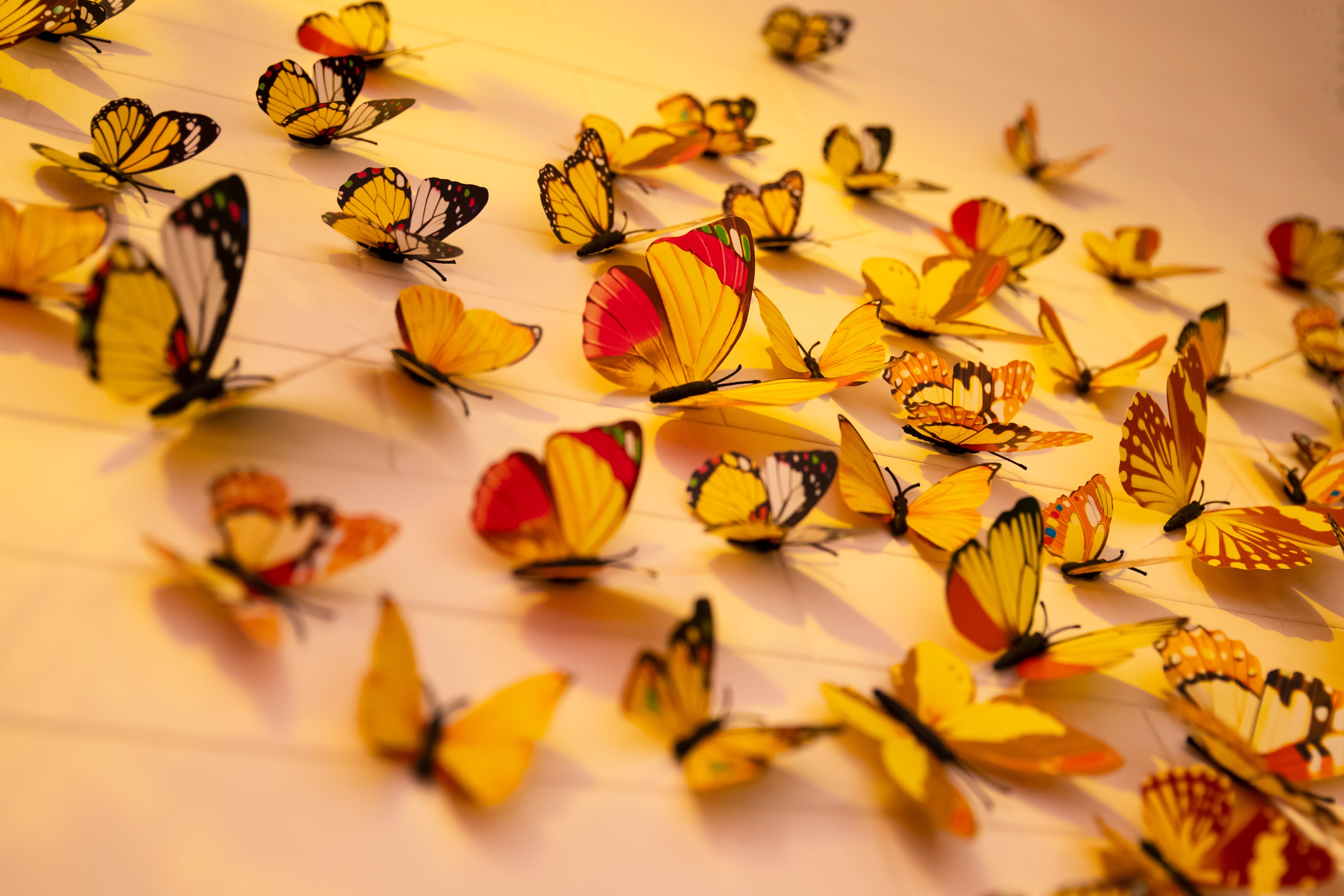 HD wallpaper, Wall Decorations, Colorful Butterflies, Closeup, Beautiful, Aesthetic, 5K, Assorted, Yellow Butterflies