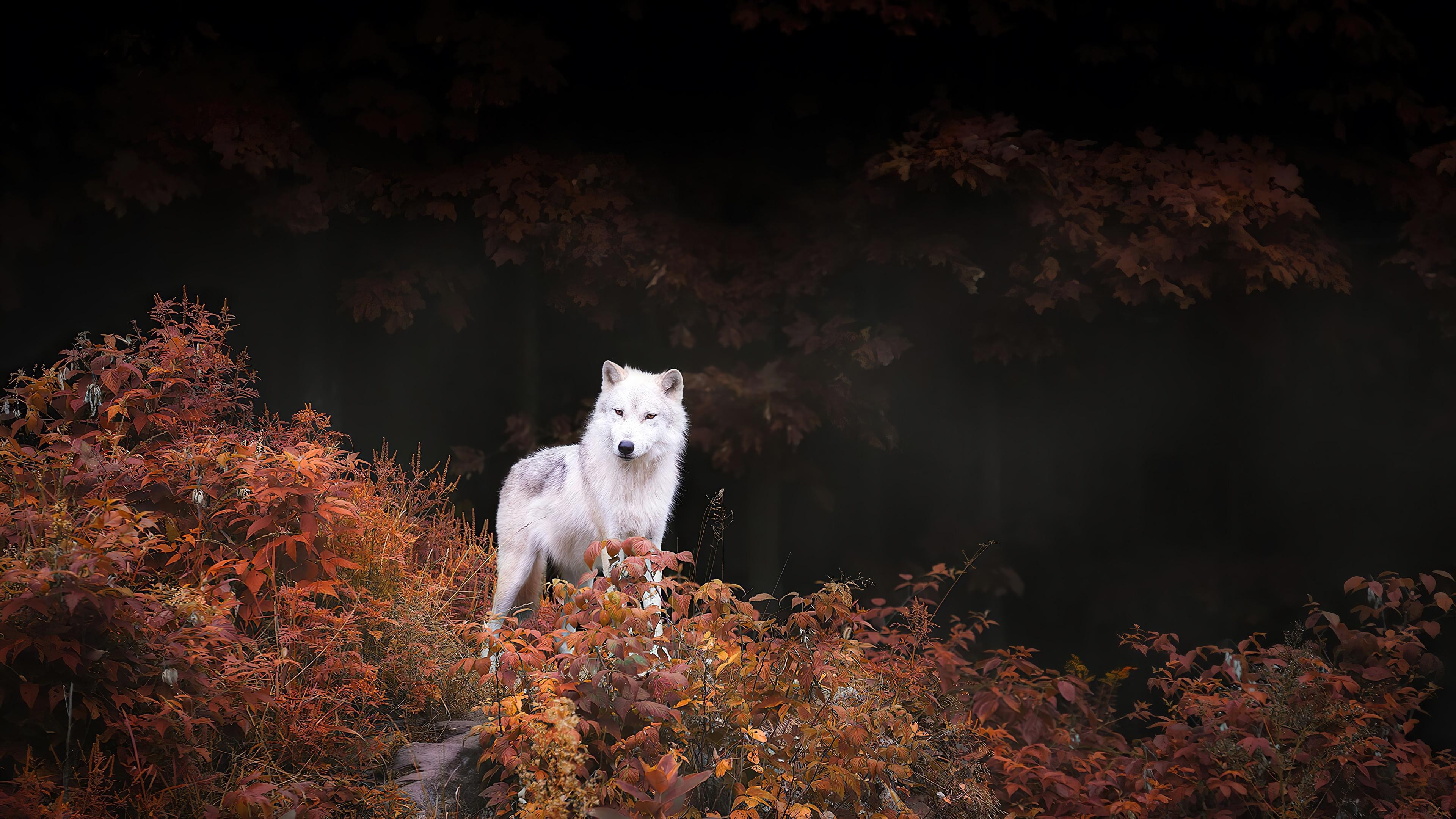 HD wallpaper, Wolf, White, 4K, Forest, Autumn
