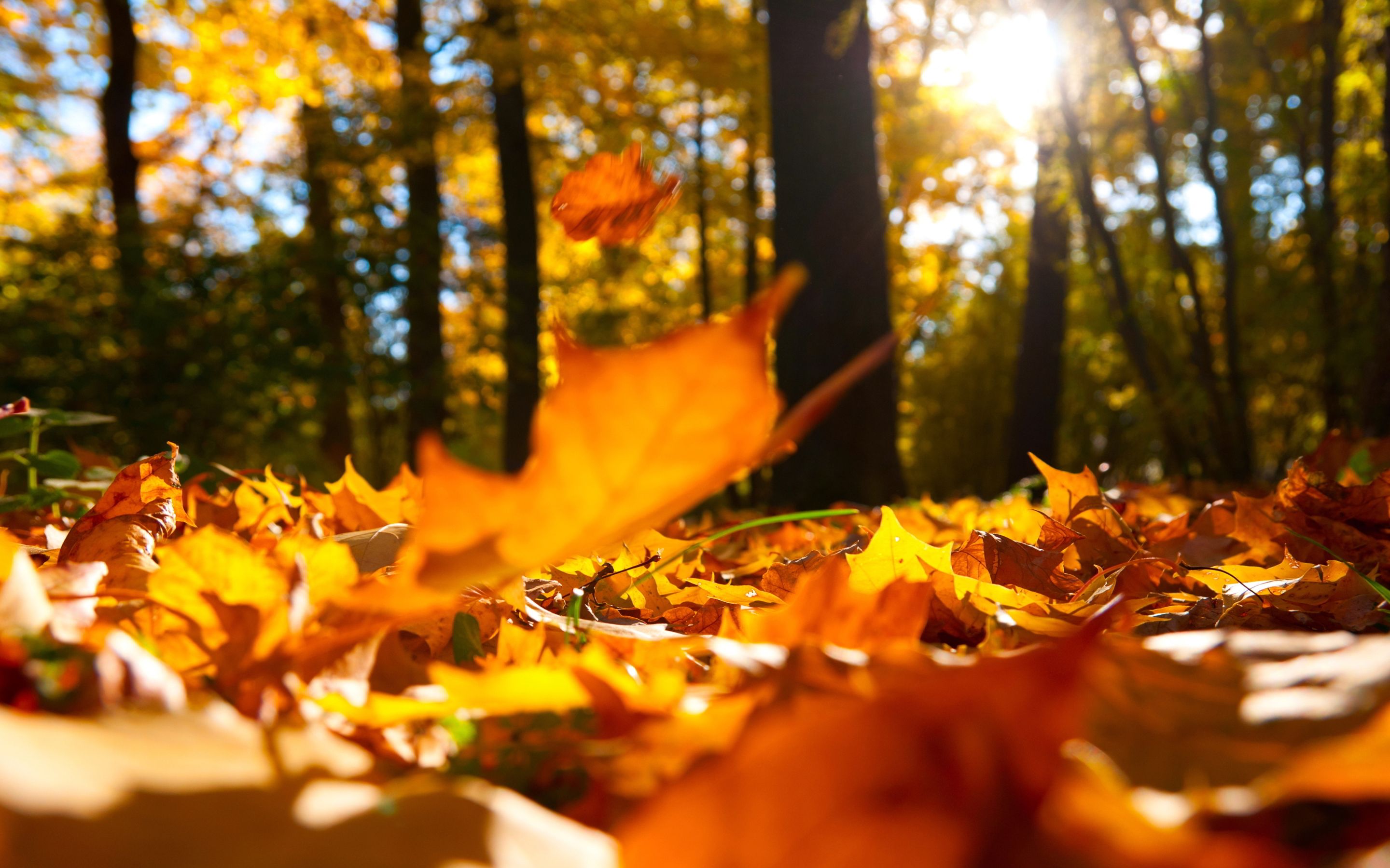 HD wallpaper, Autumn, Leaves, Ground, Falling