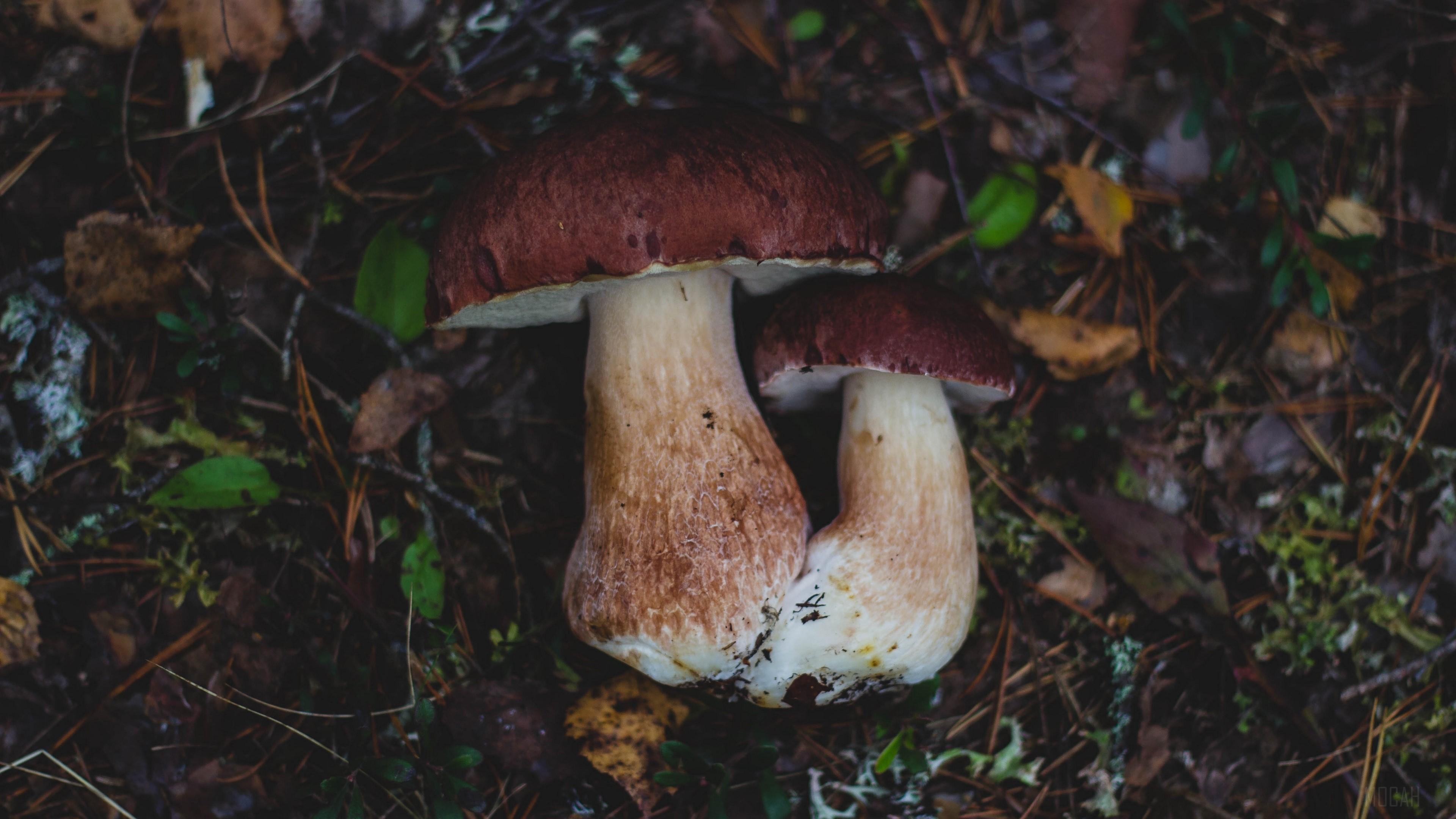 HD wallpaper, Mushrooms, Autumn, Foliage 4K