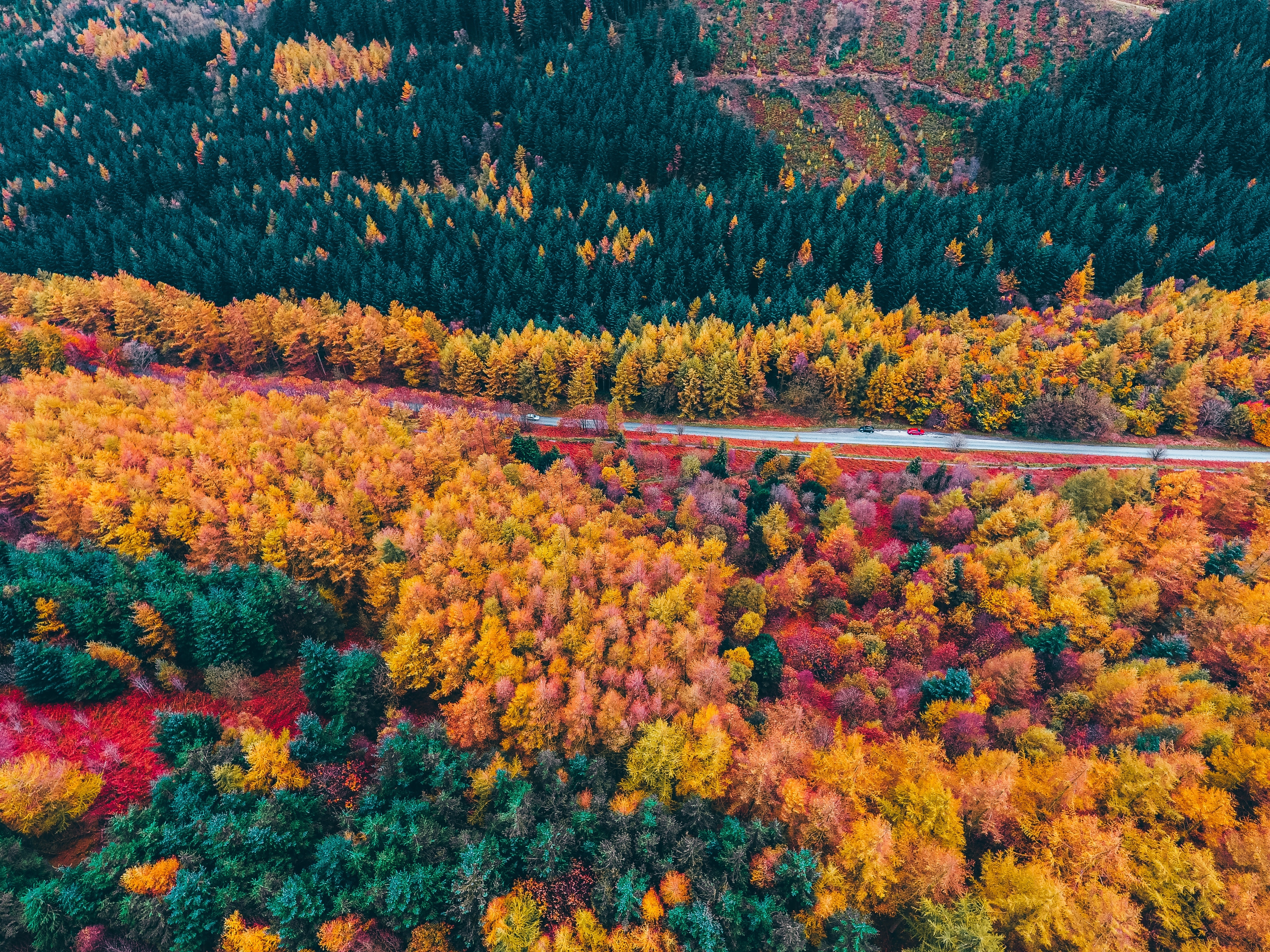 HD wallpaper, Scenery, Autumn Forest, Seasons, Colourful Trees, Aerial View, Landscape, Fall, Drone Photo