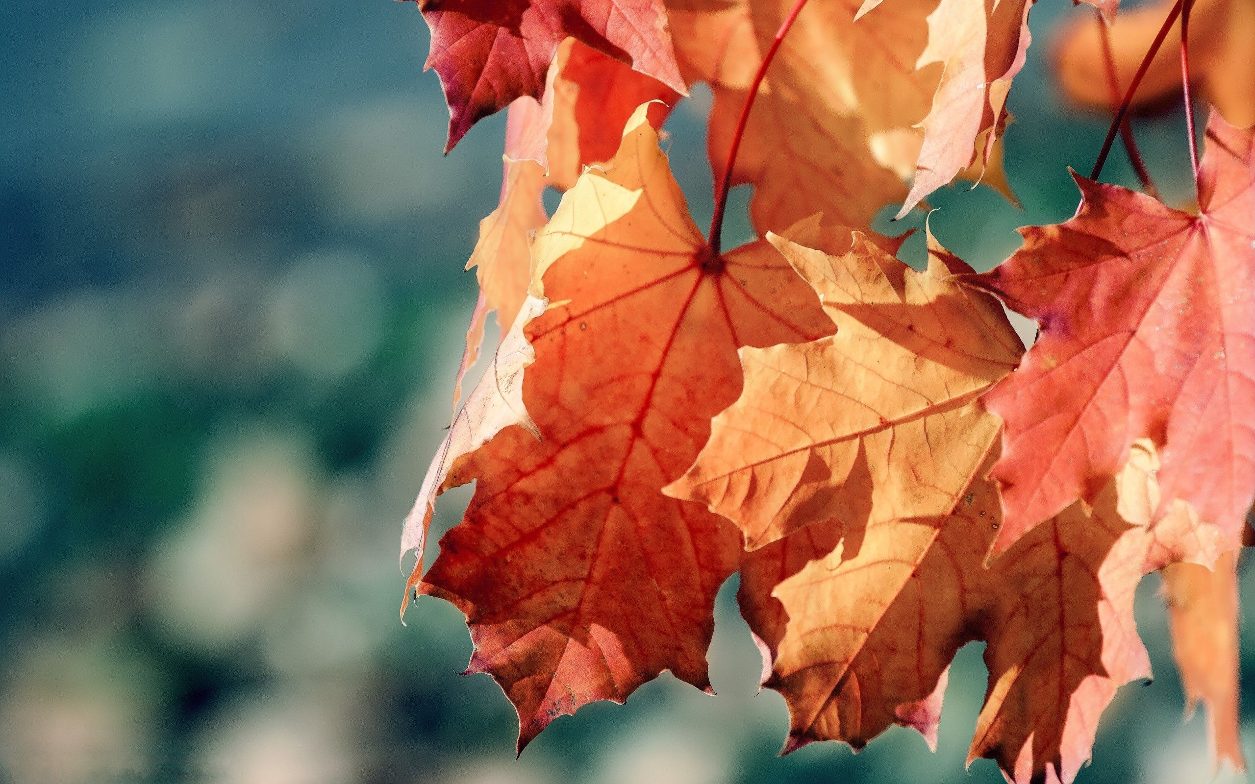 HD wallpaper, Pics, Leaf, Autumn, Hd