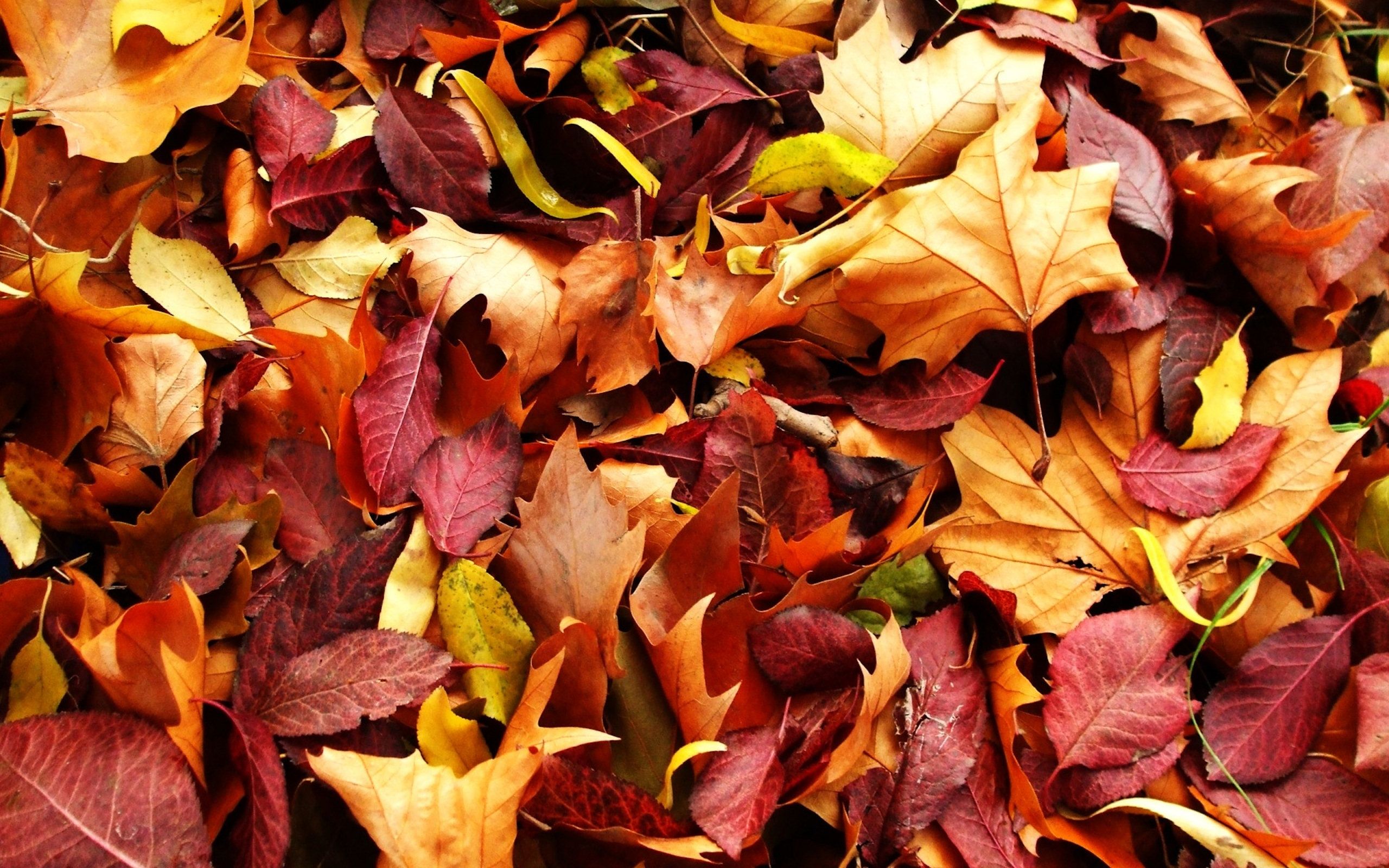 HD wallpaper, Hd, Picture, Leaf, Autumn