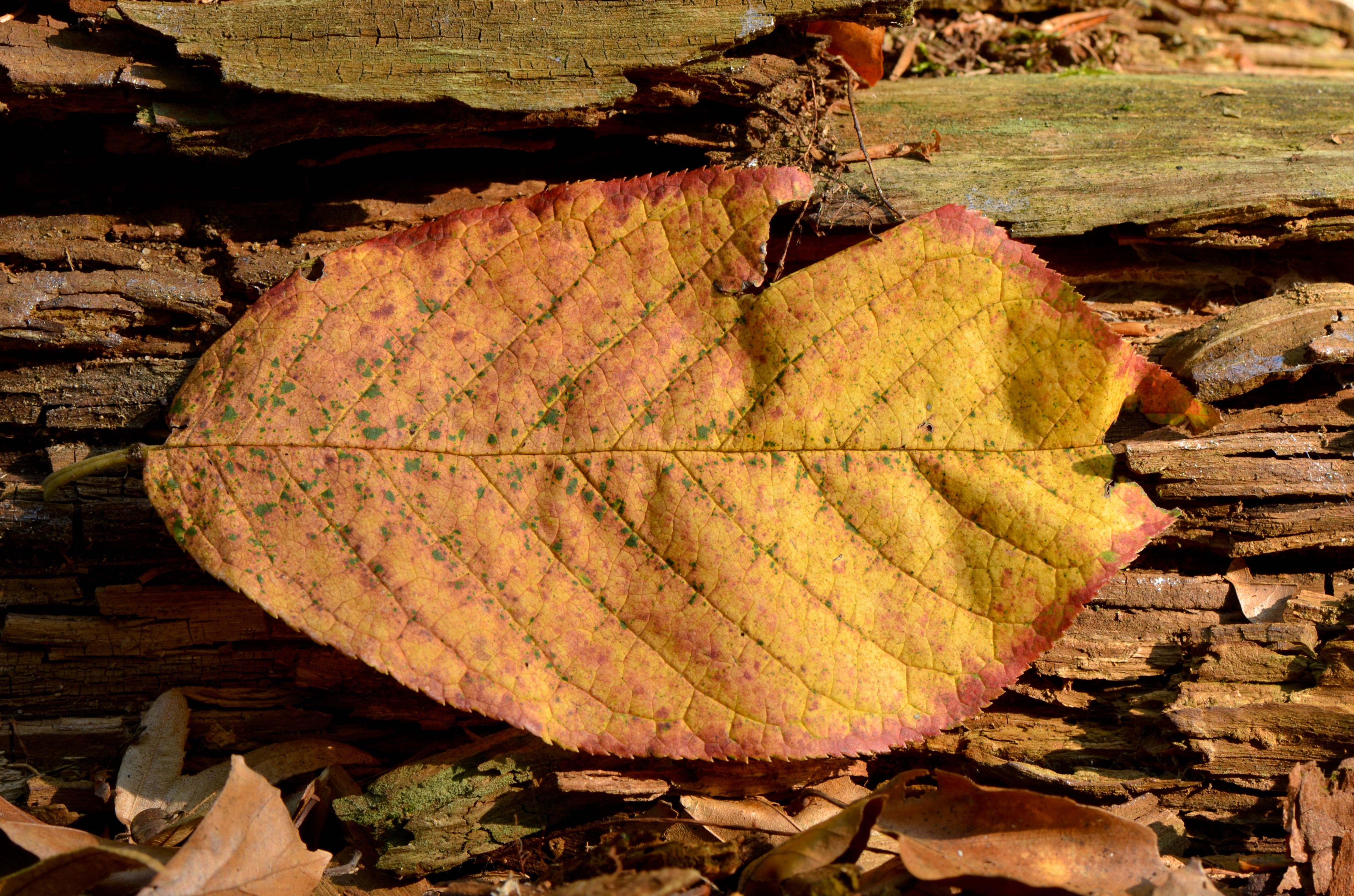 HD wallpaper, Autumn, Leaf, Pic