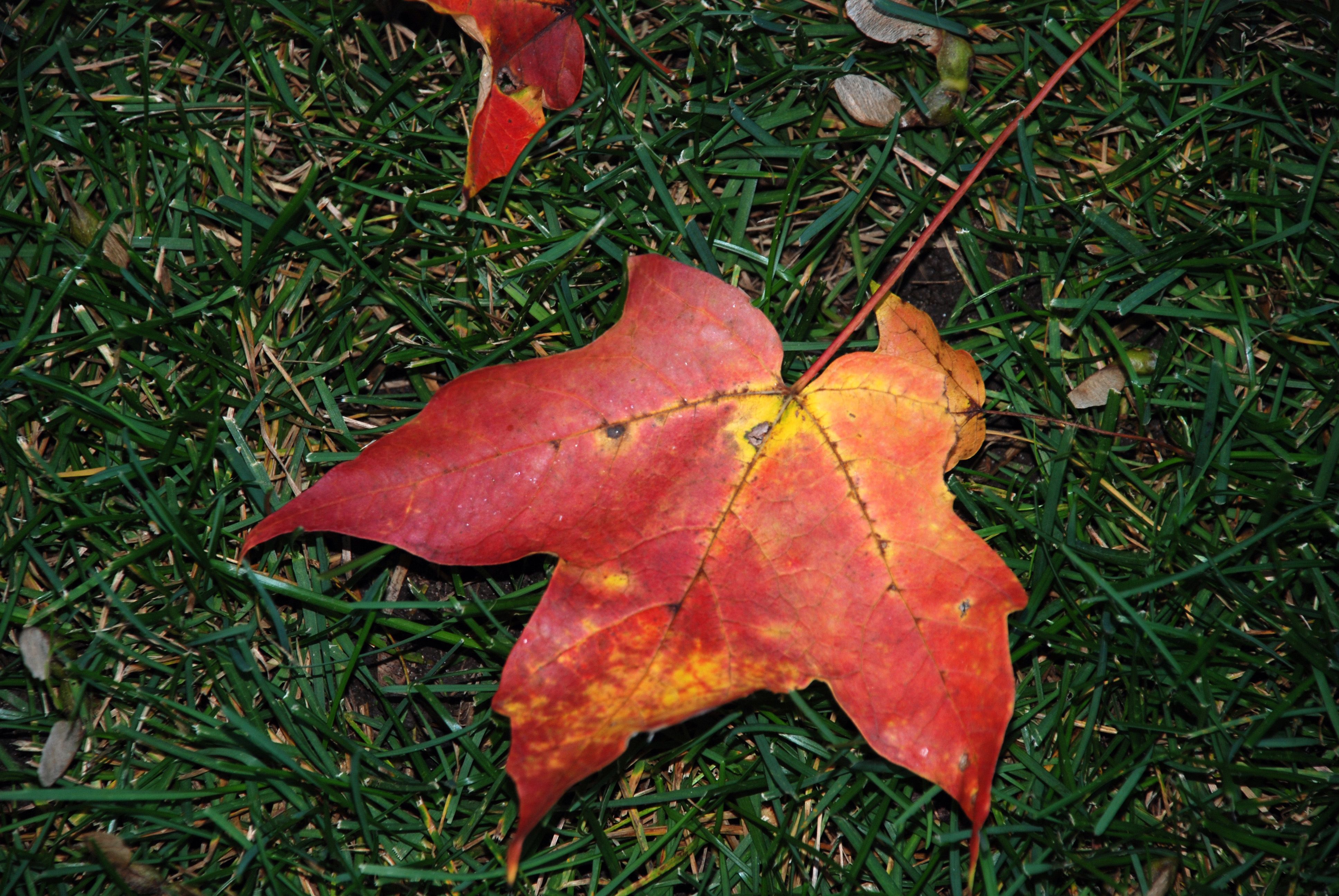 HD wallpaper, Autumn, Picture, Leaf