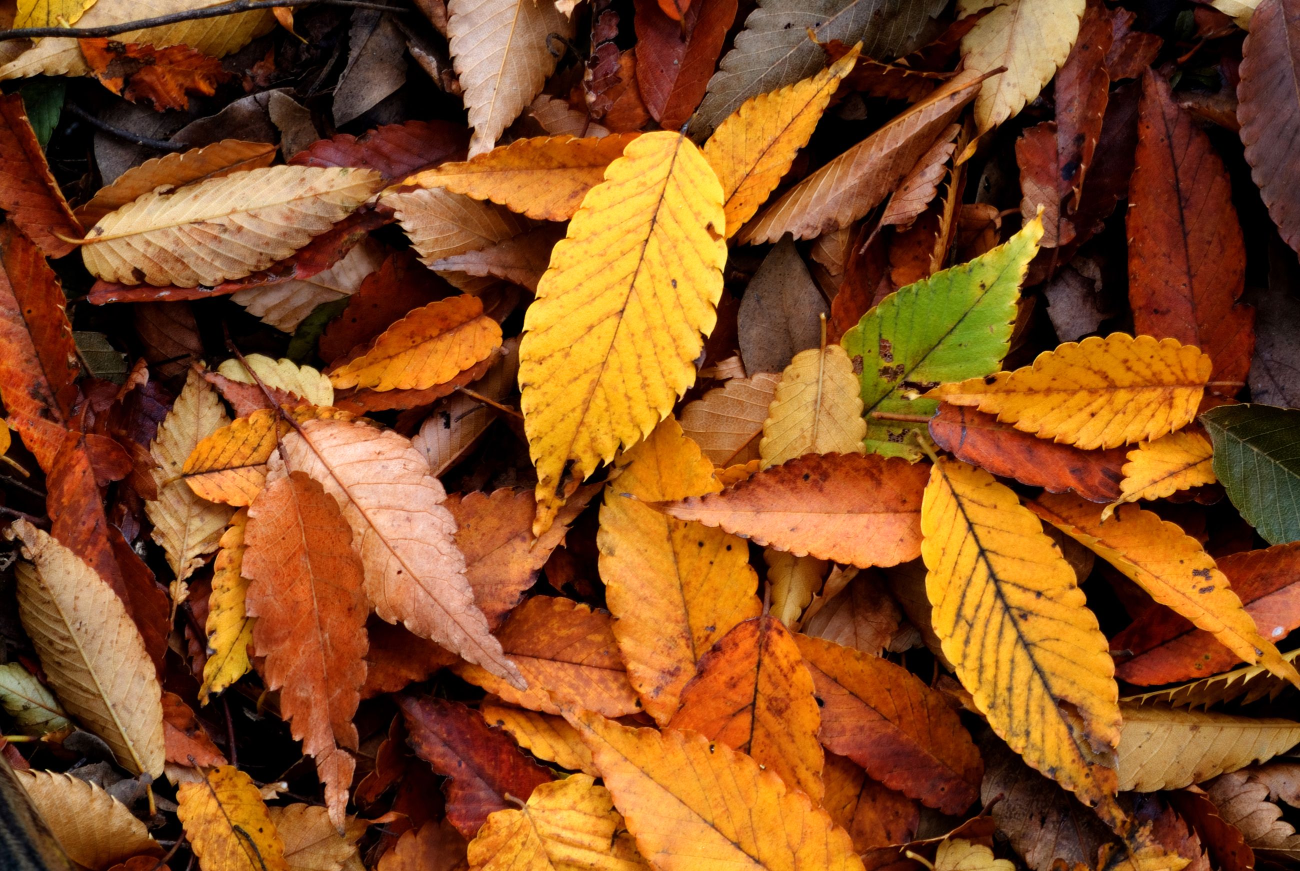 HD wallpaper, Autumn, Leaf