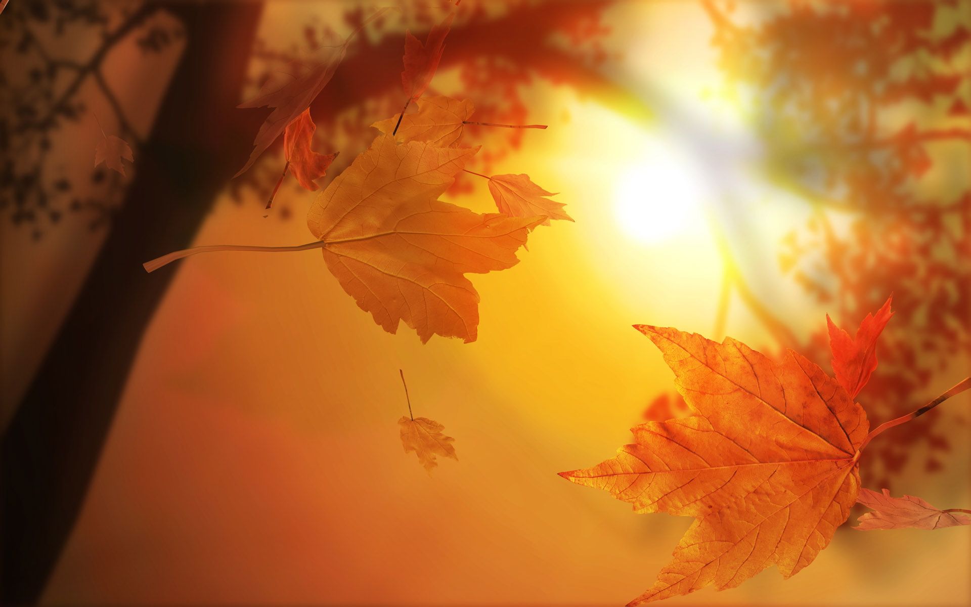 HD wallpaper, Leaves, Falling, Autumn
