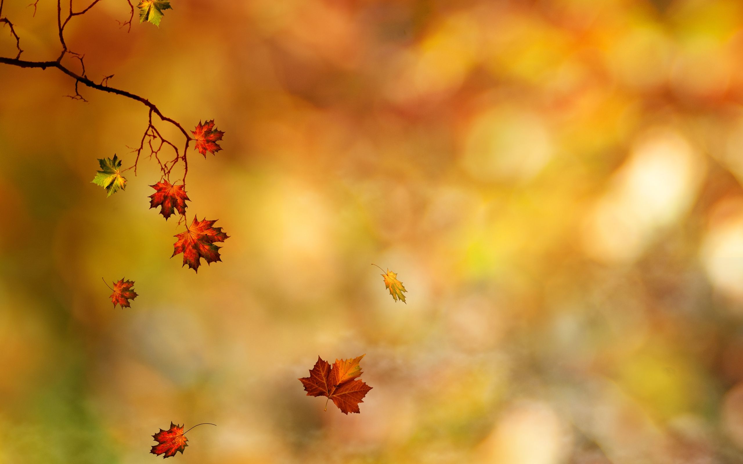 HD wallpaper, Autumn, Falling, Leaves