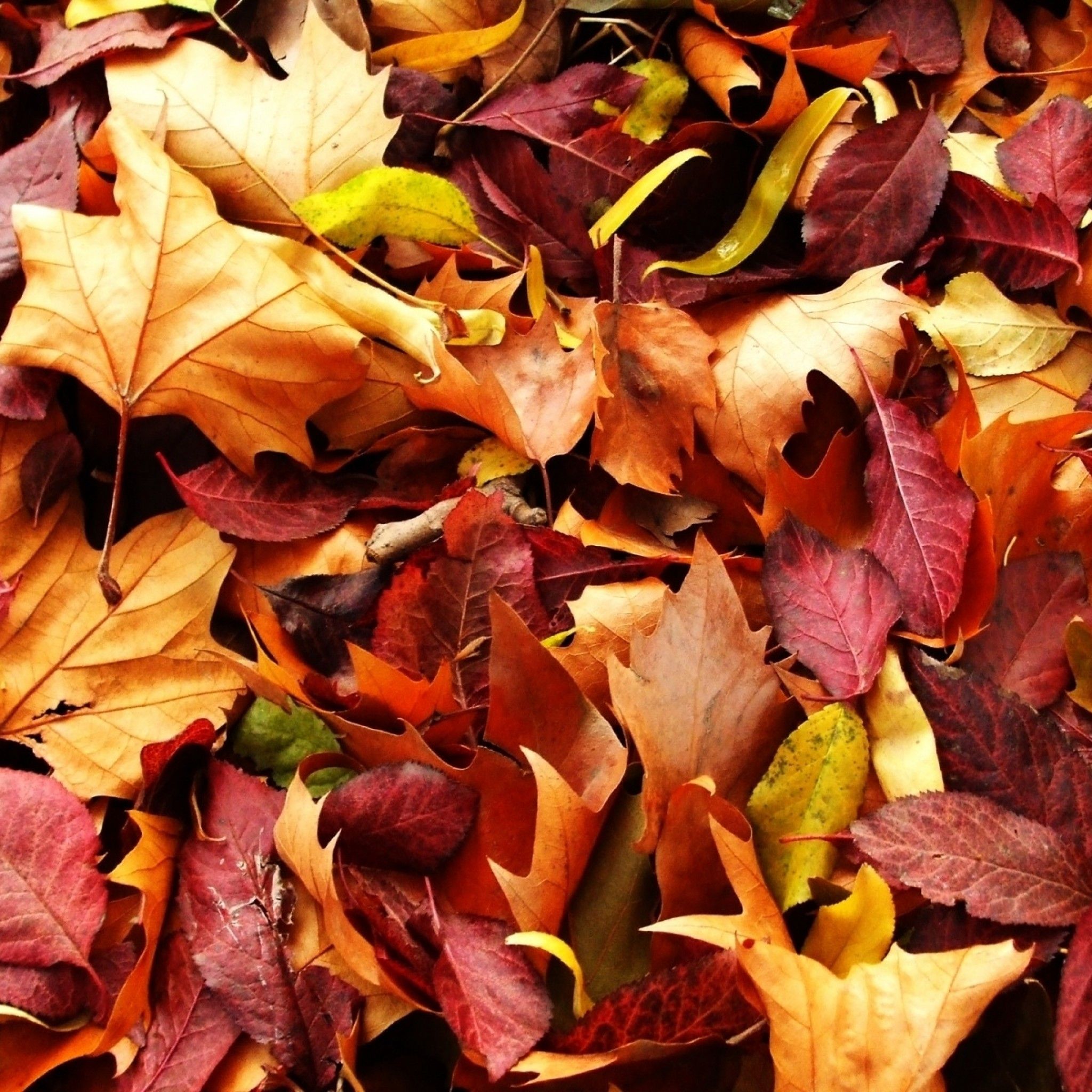 HD wallpaper, Leaves, Autumn, Pics