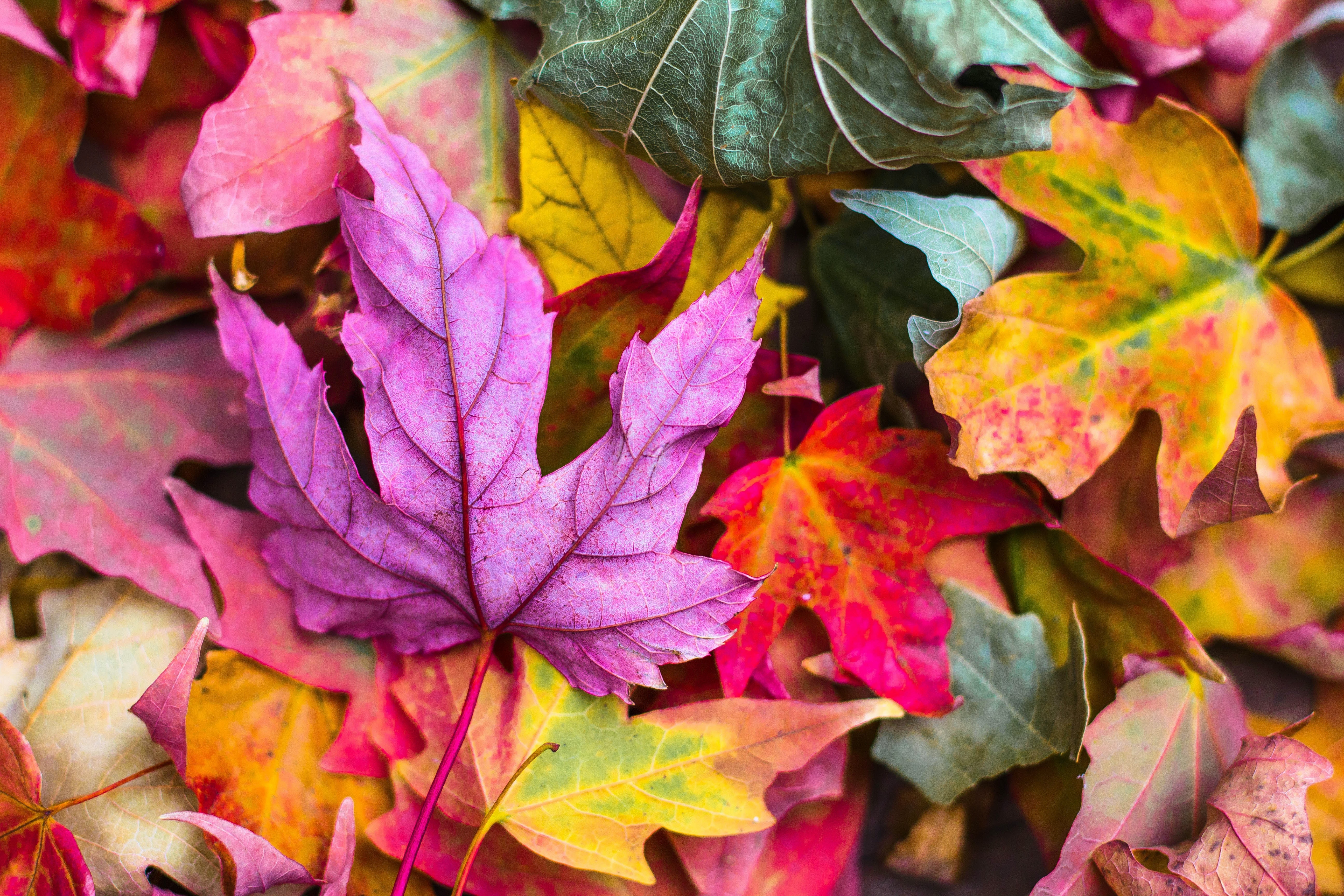HD wallpaper, 5K, Autumn Leaves, Leaf Background, Fallen Leaves, Seasons, Purple Leaf, Texture, Maple Leaves