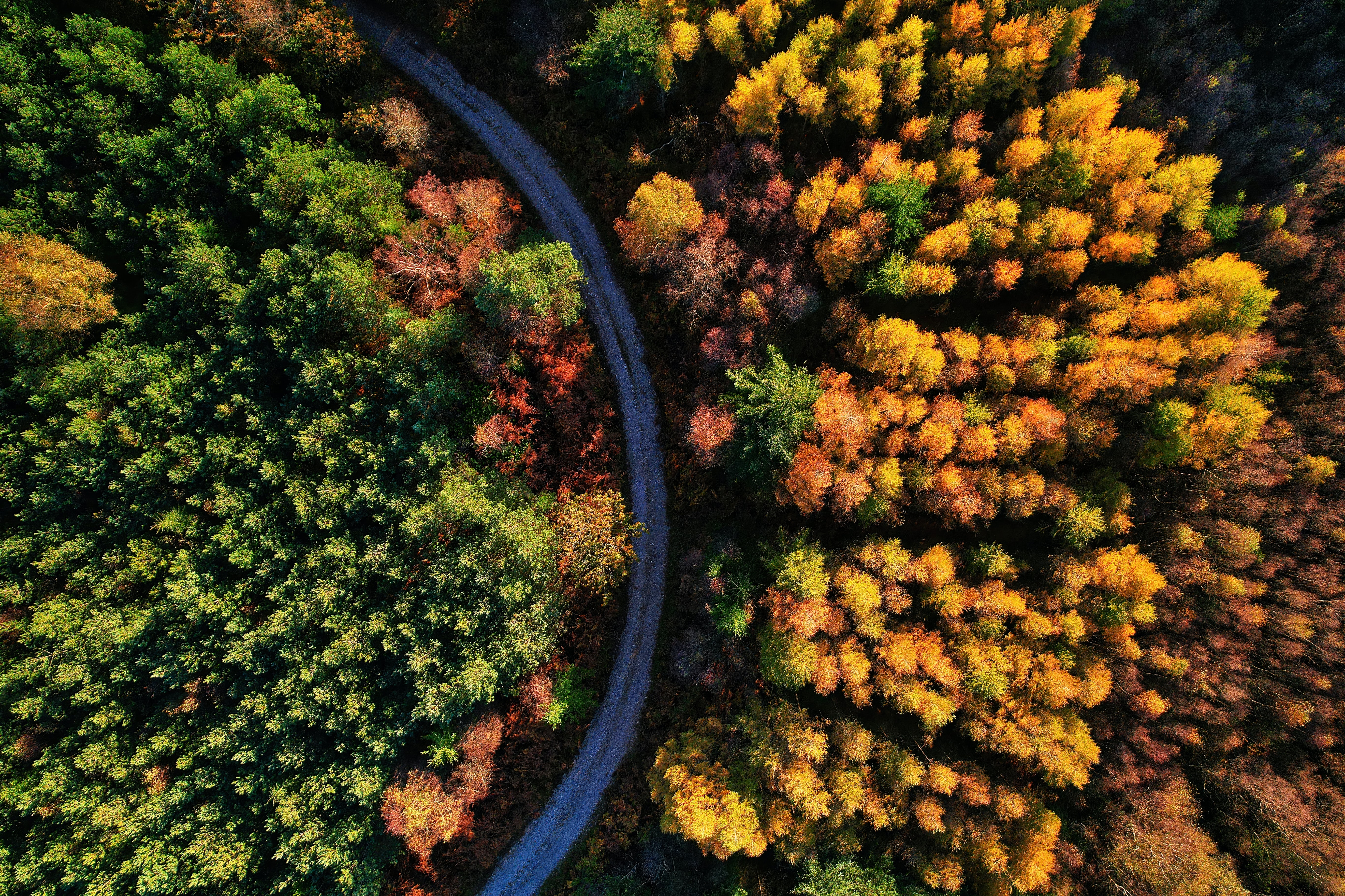 HD wallpaper, Forest Path, Beauty In Nature, Drone Photo, Autumn Trees, 5K, Seasons, Aerial View, Fall