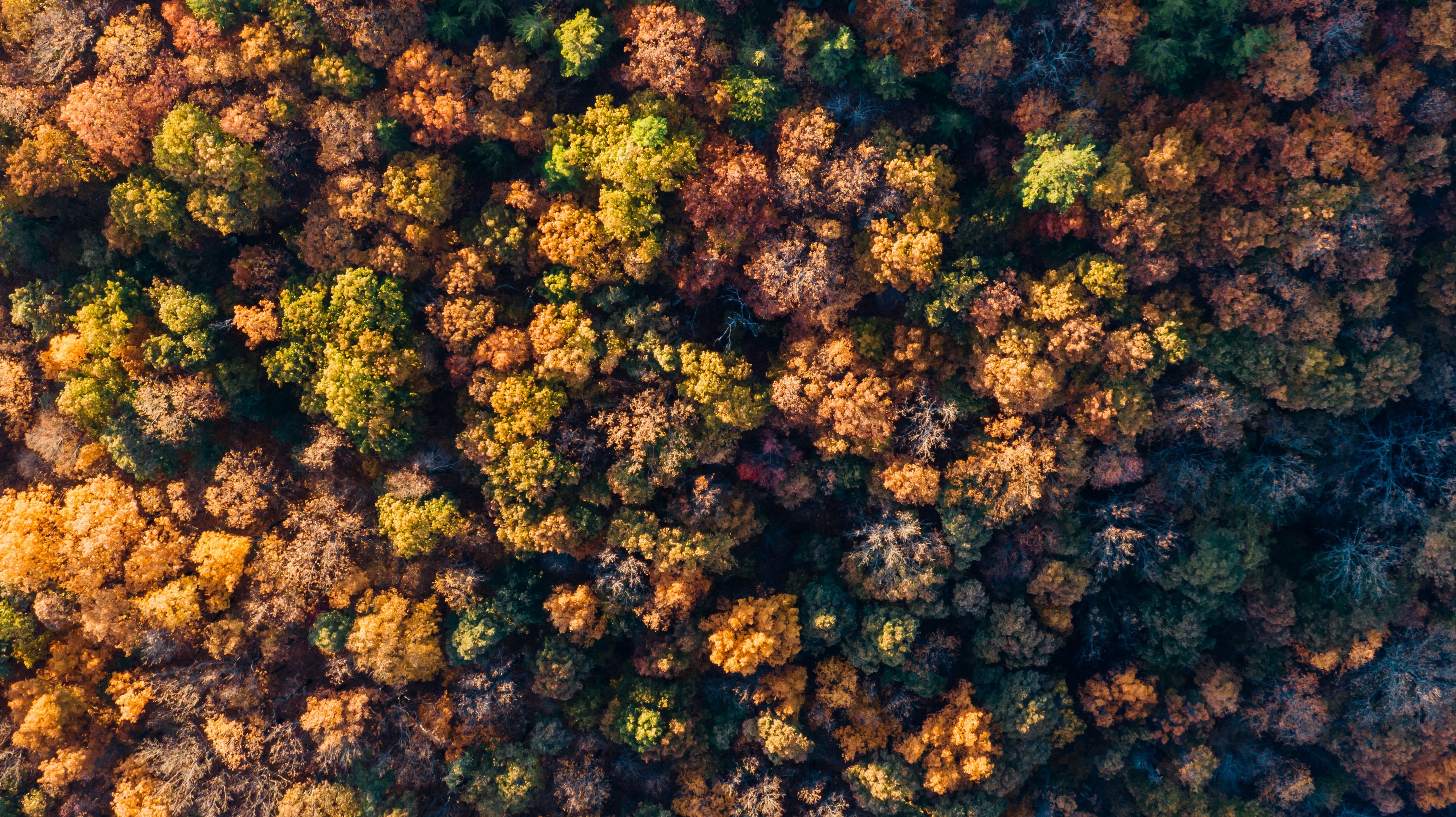 HD wallpaper, Aerial View, Top View, Autumn Forest, Autumn Trees