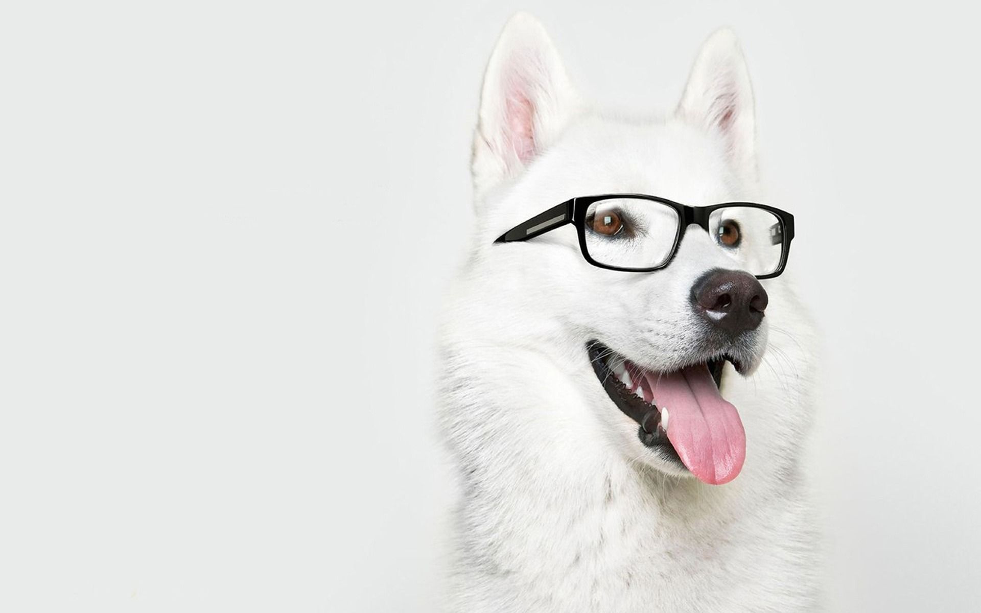 HD wallpaper, Awesome, With, Wallpaper, Glasses, Dog
