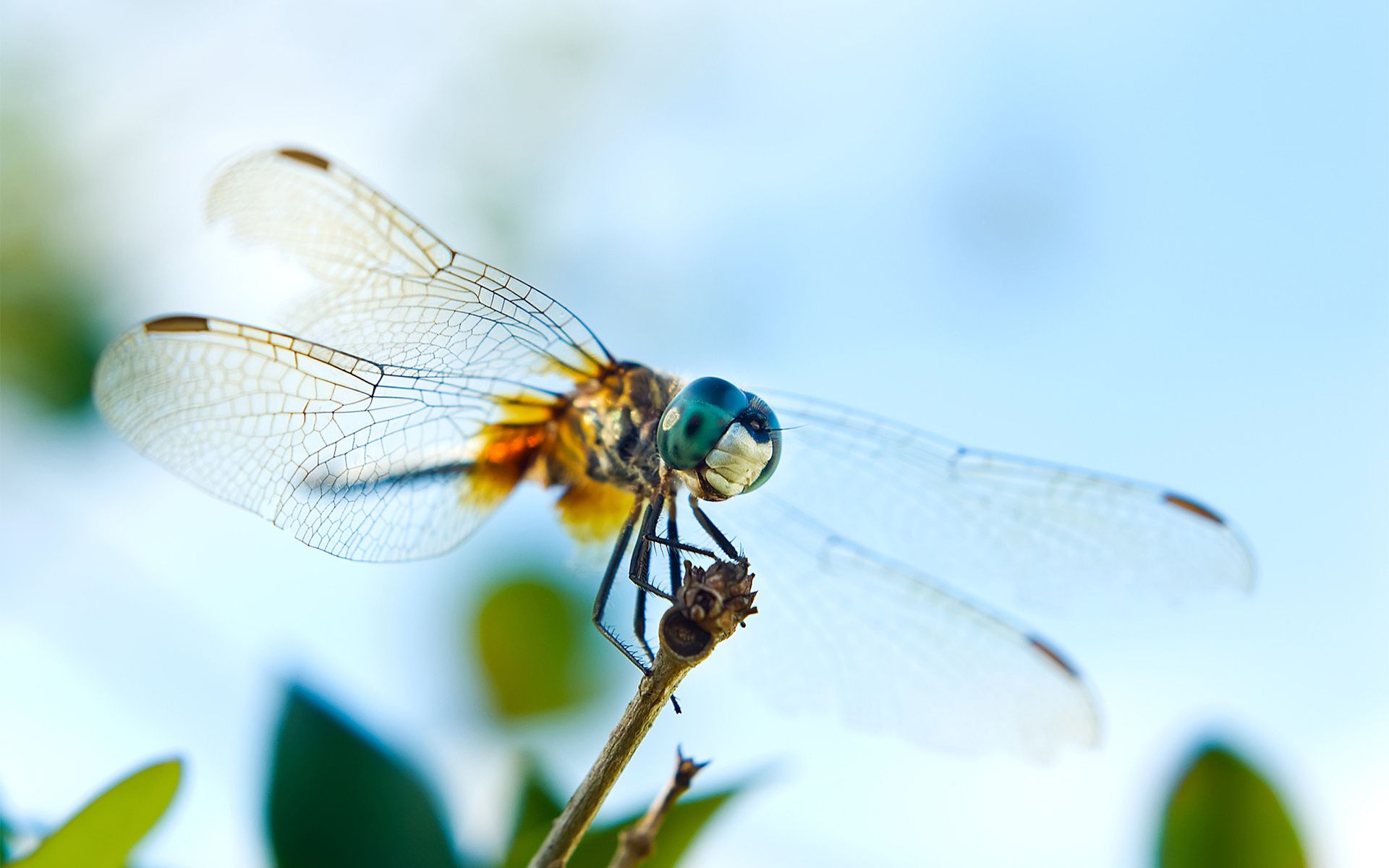 HD wallpaper, Awesome, Wallpaper, Dragonfly
