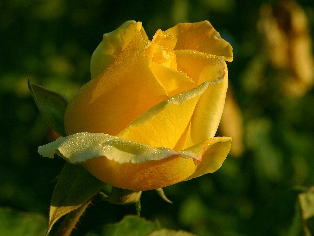 HD wallpaper, Pictures, Awesome, Rose