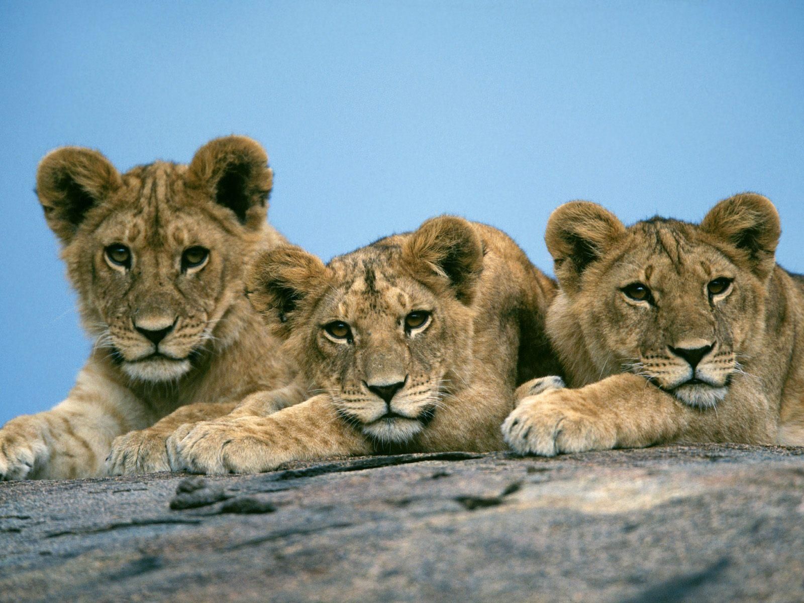 HD wallpaper, Baby, Lions