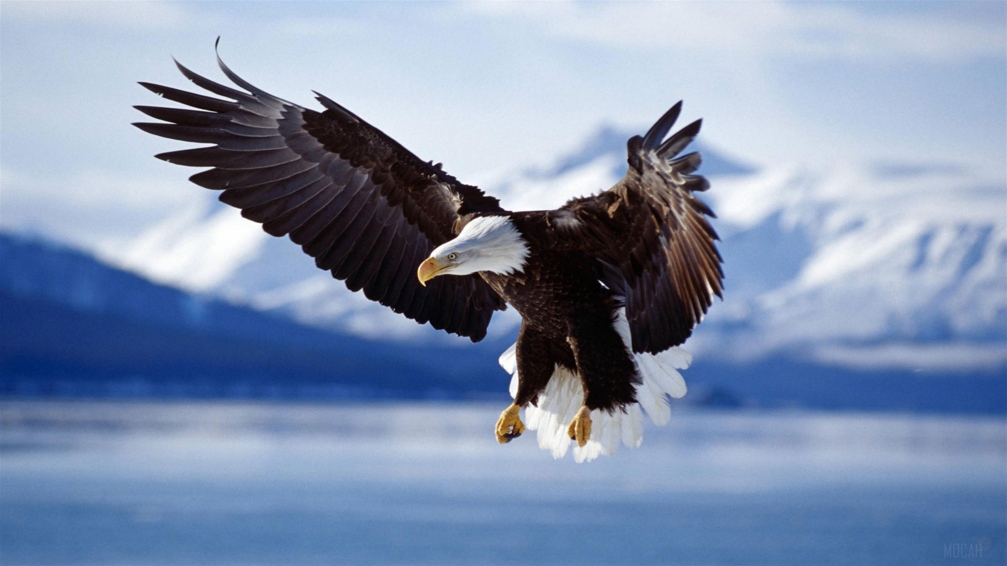 HD wallpaper, Bald Eagle In Flight Alaska 4K