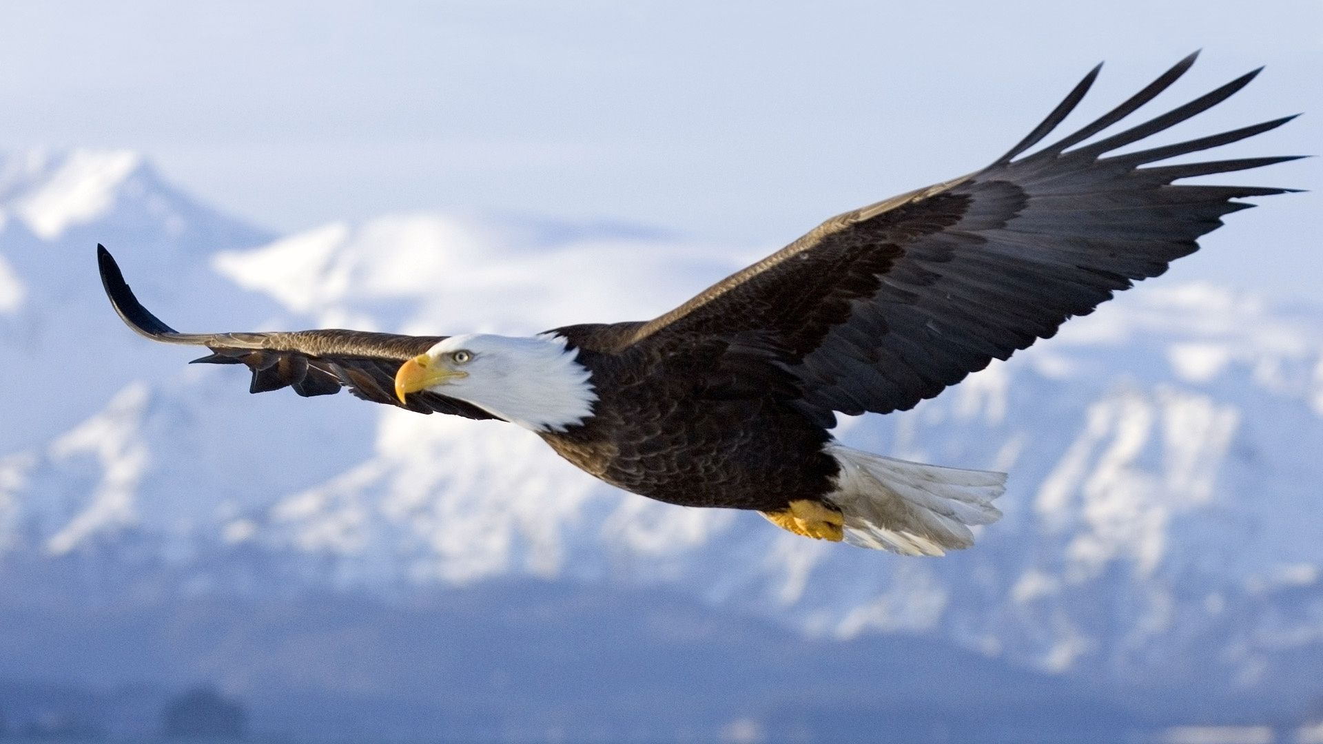 HD wallpaper, Eagle, In, Bald, Alaska, Flight