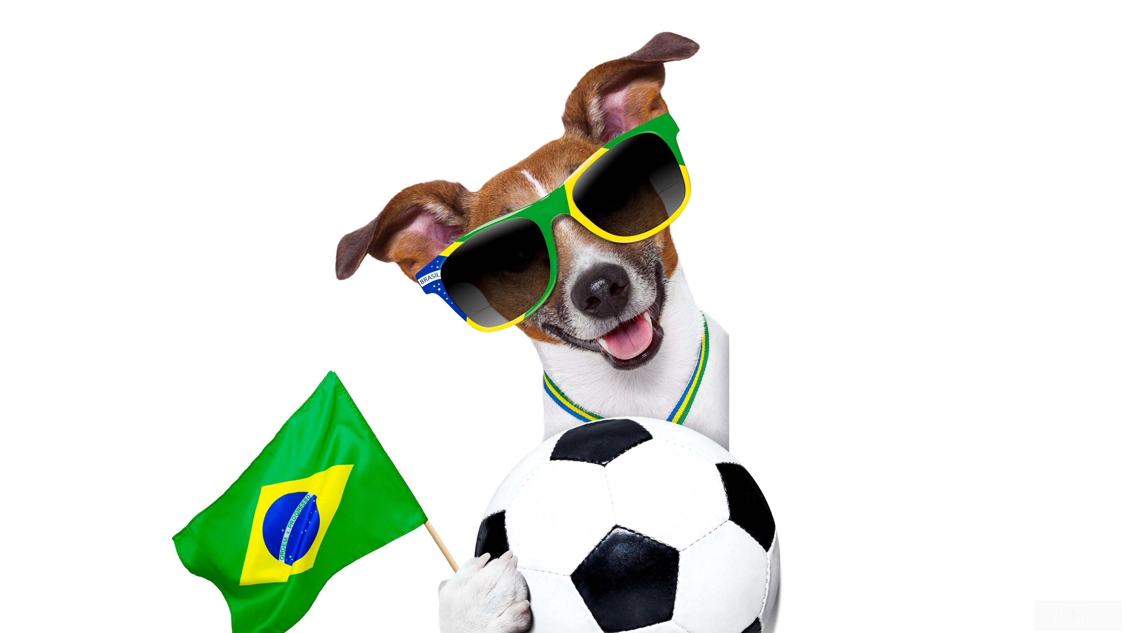 HD wallpaper, Fifa World Cup, Dog, 2014, Brazil, Ball 4K